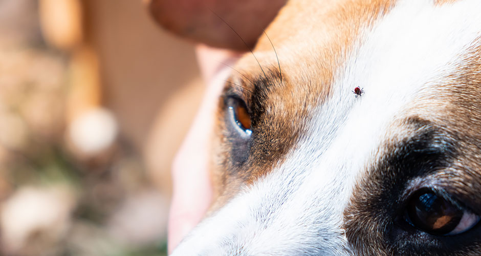 How Long Do Ticks Stay on Dogs?