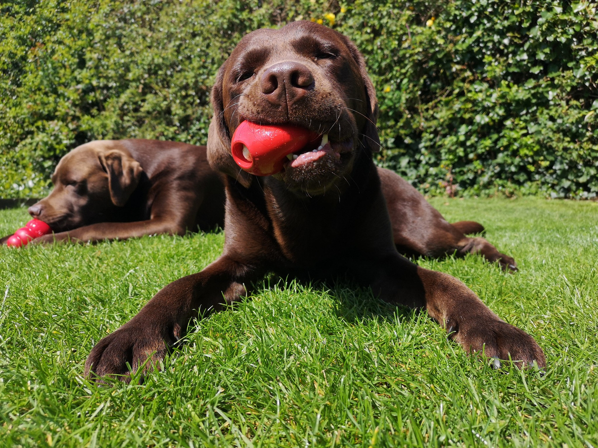 Two brown Labrador Retrievers enjoying Kong toys stuffed with frozen fruit puree on a hot day