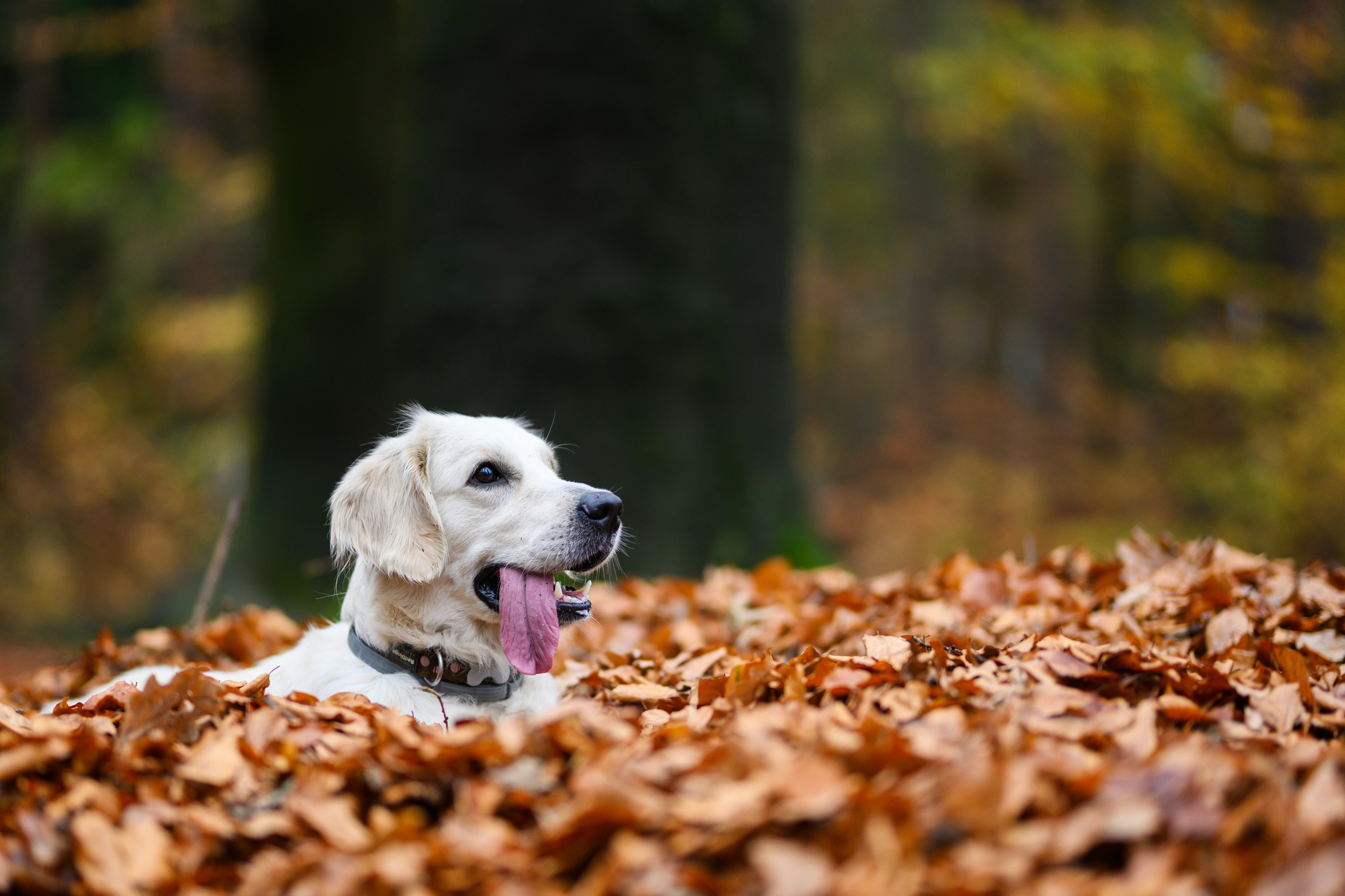 Golden Retriever dog plays in fallen leaves. 