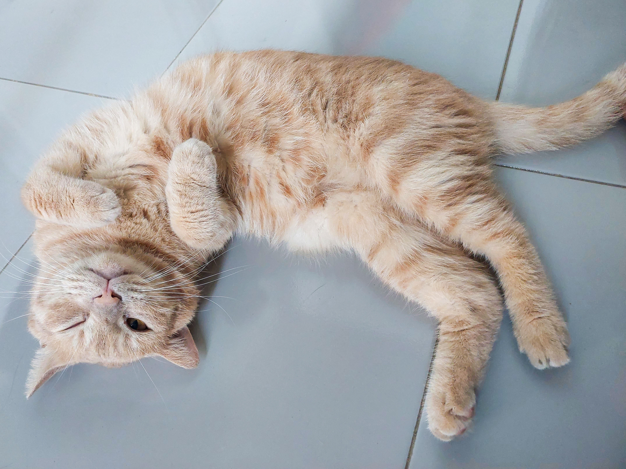 Happy ginger cat rolls over to show their belly