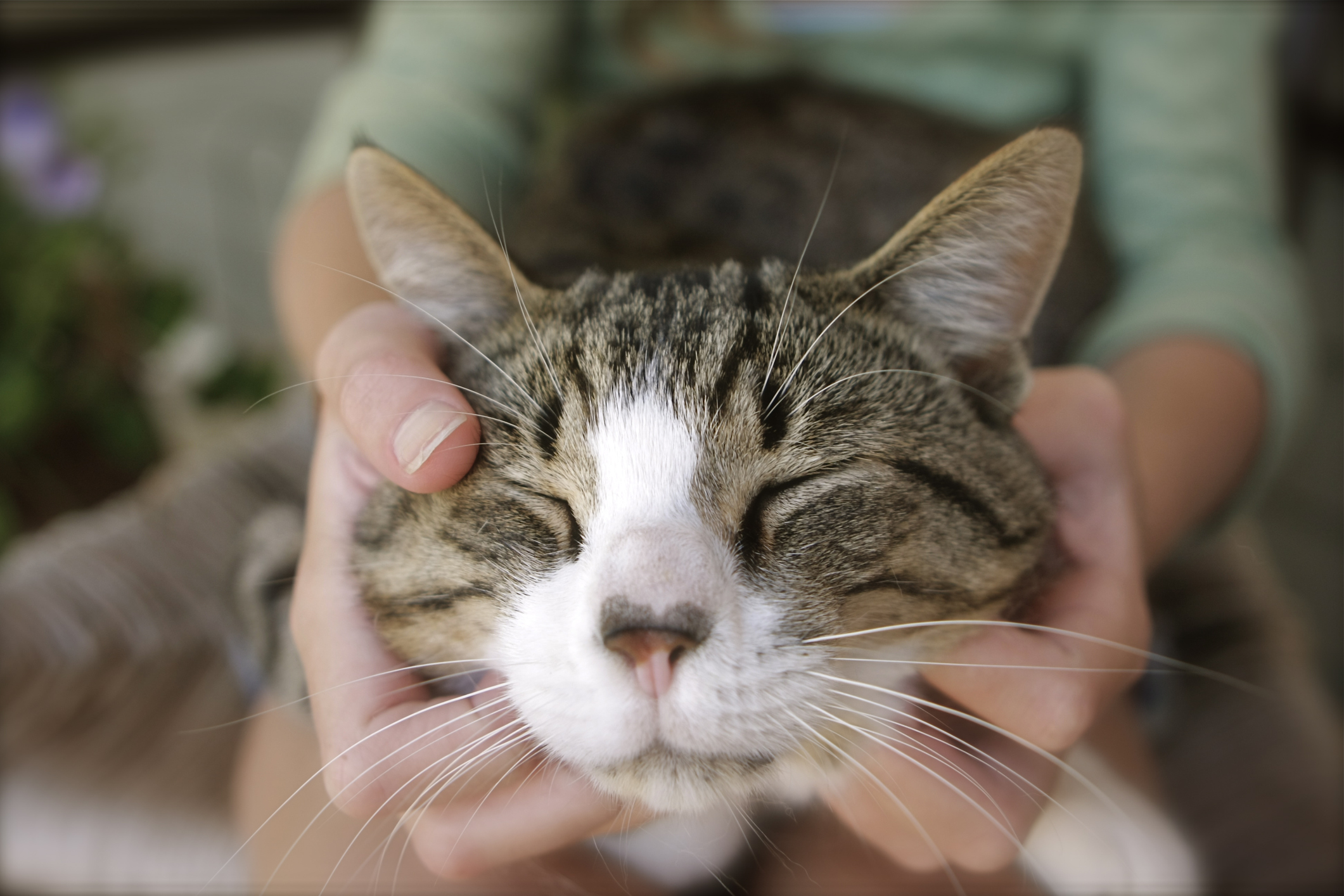 Tabby cat closes eyes in contentment while pet parent massages their face