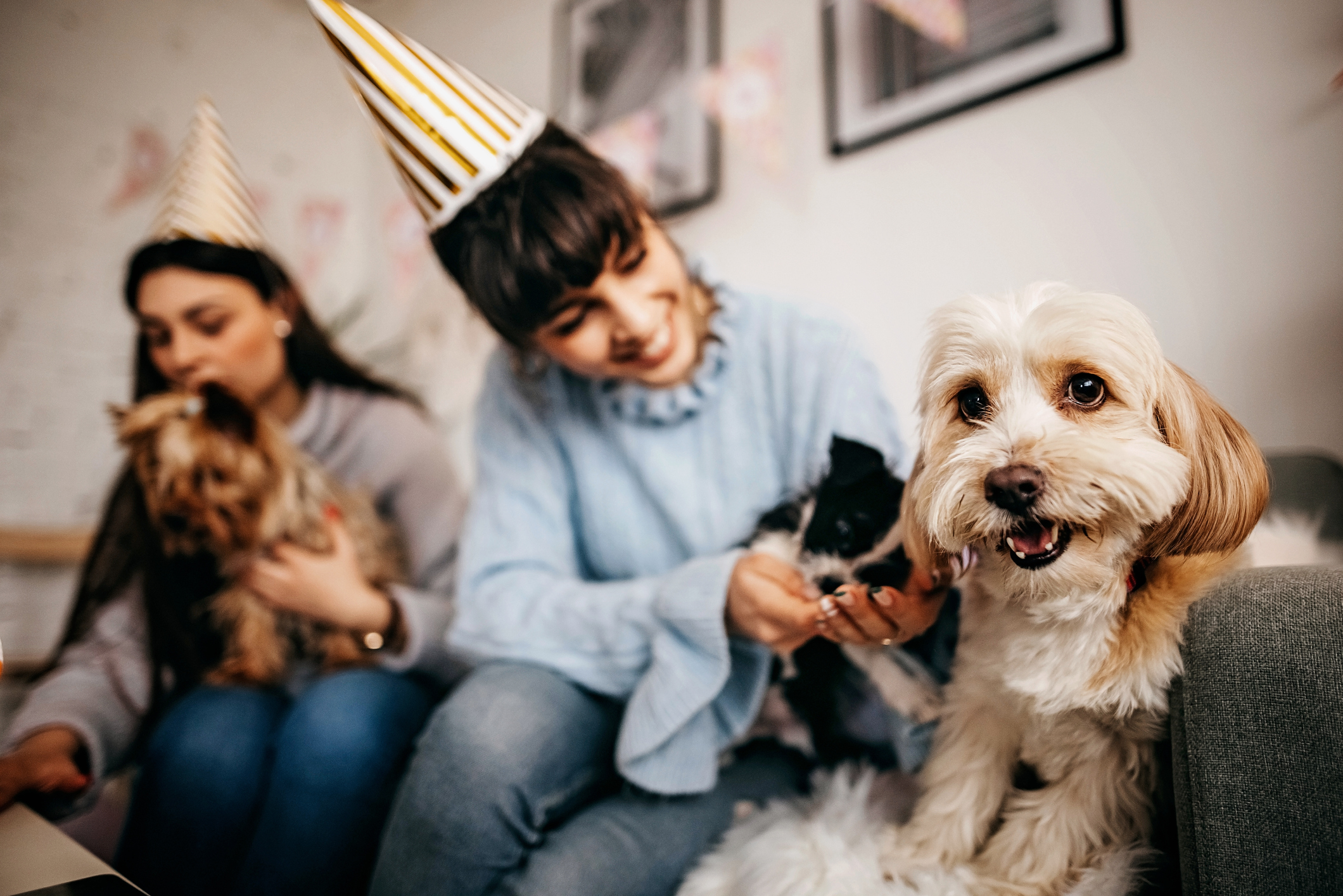 Dogs and people wearing party hats on a couch during a new year’s eve party