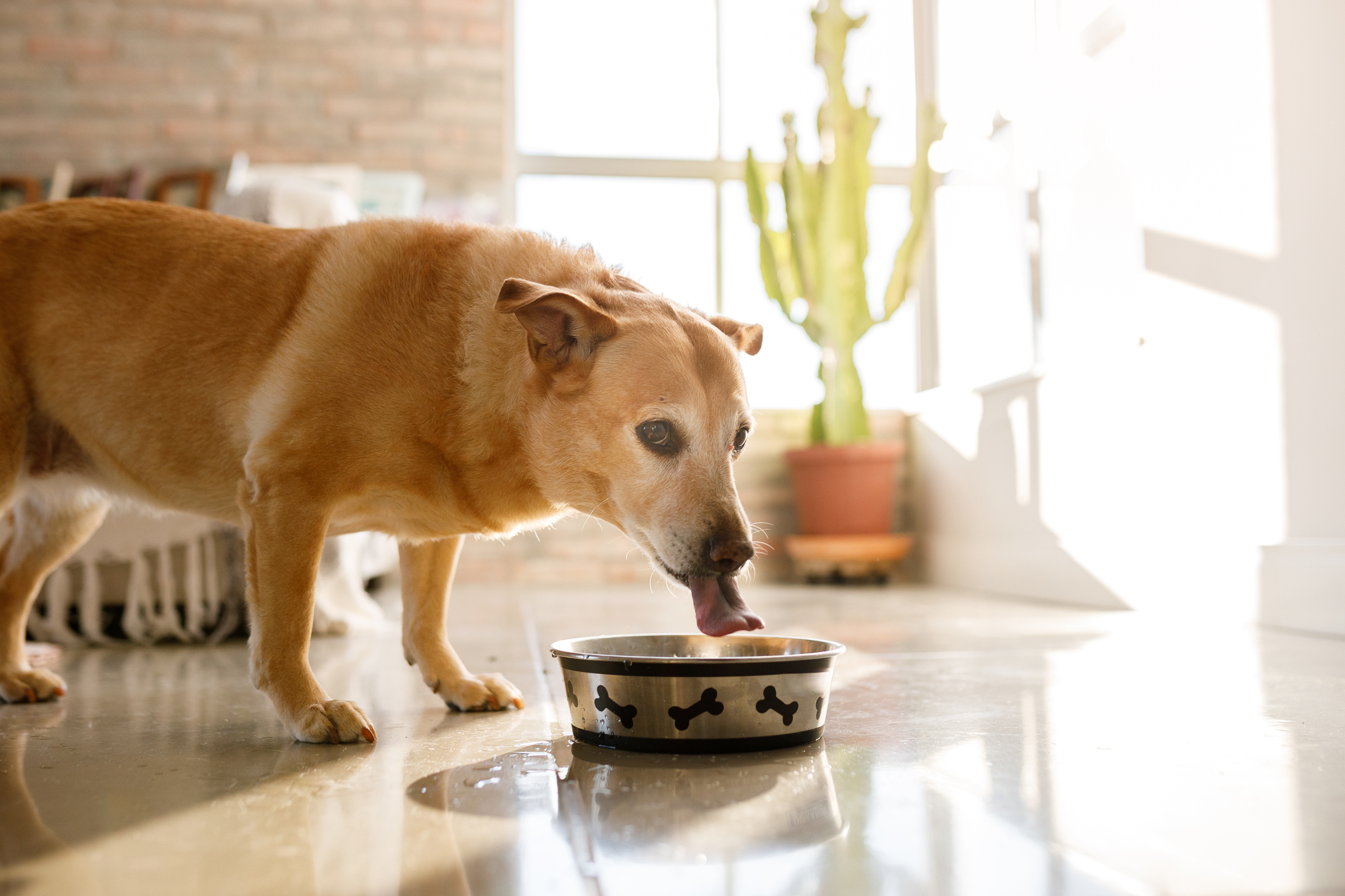 Senior dog drinking a lot of water, a common sign of diabetes in pets. 