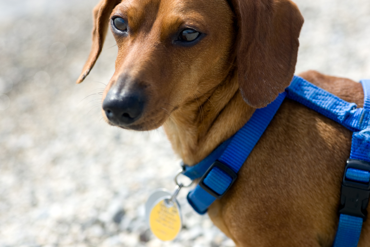 Closeup of a brown smooth coat Dachshund wearing a blue collar to hold ID tags and a harness to prevent injury on walks