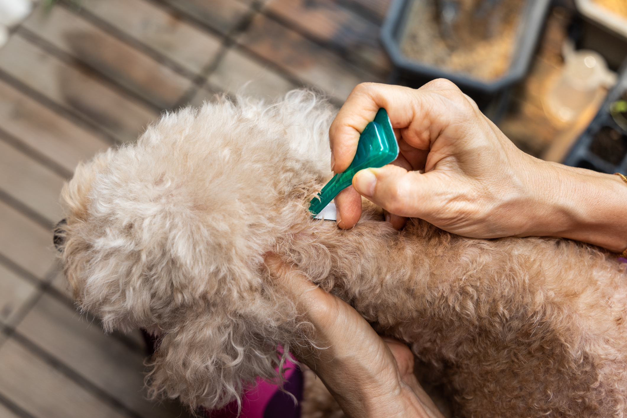 Closeup of topical flea and tick spot-on product applied to poodle mix