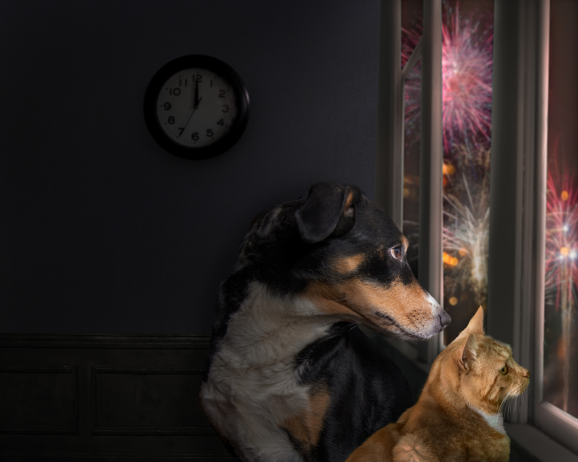 Anxious dog and cat watch fireworks through a window