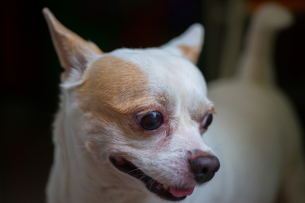 Chihuahua dog panting with anxious facial expression