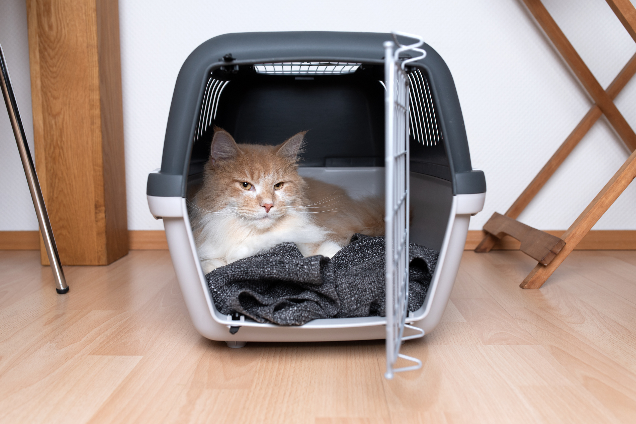 Ginger Maine Coon laying on a blanket in an open cat carrier