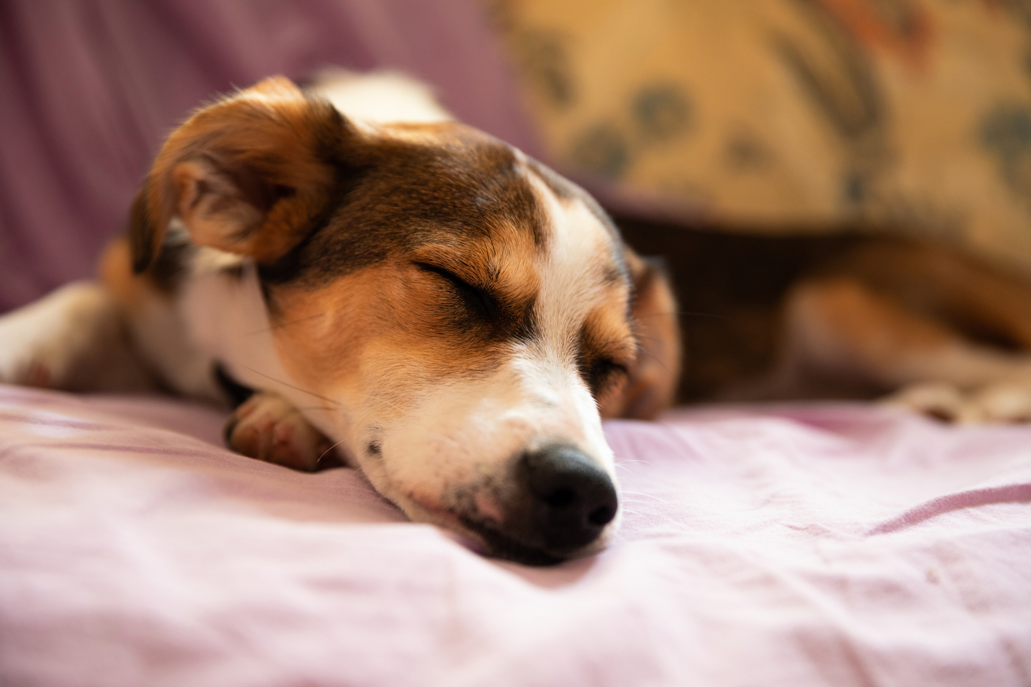Brown and white Beagle mix sleeping on a sofa blanket. 