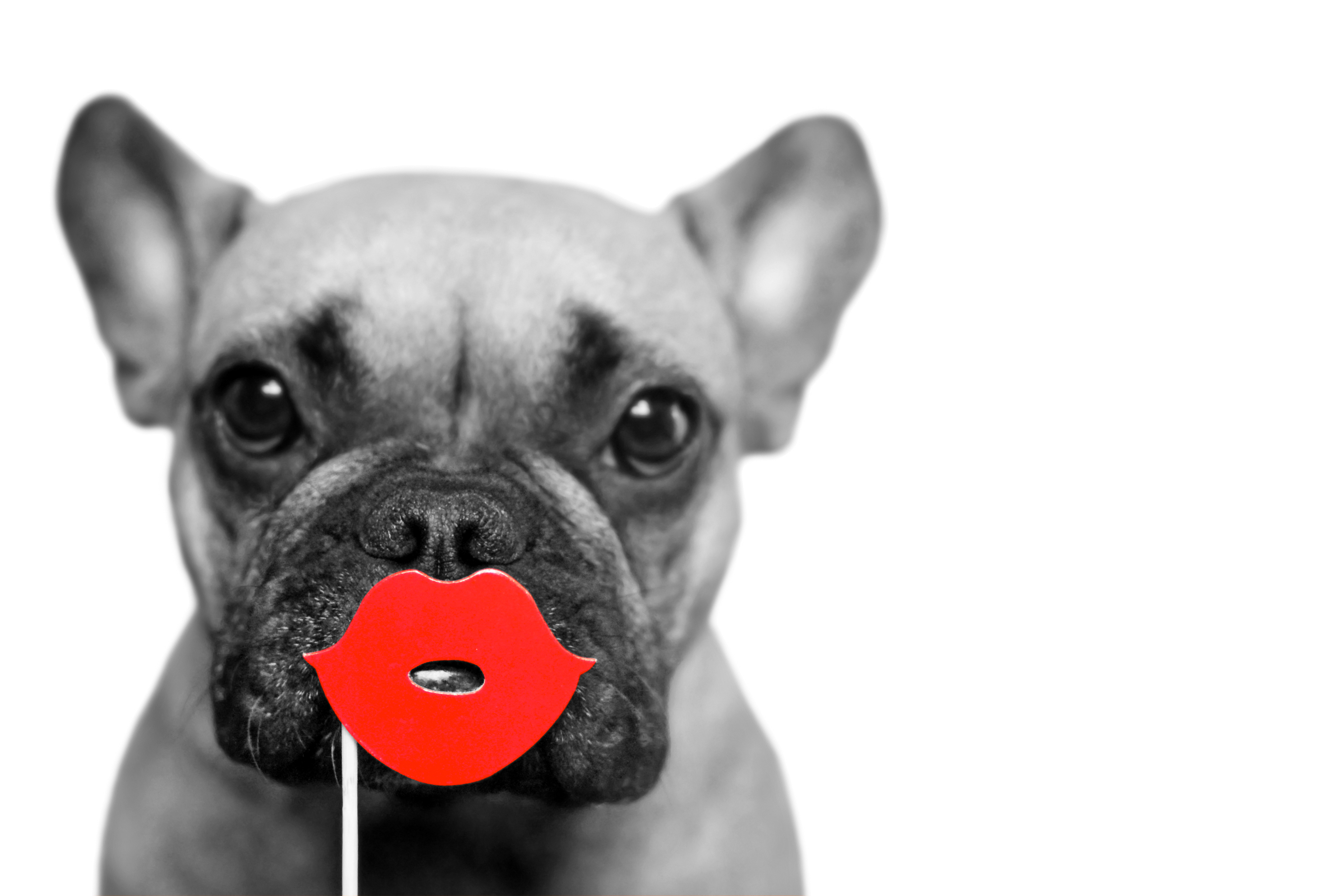 French bulldog captured with black and white dog photography, color splash effect on red lips photo booth prop