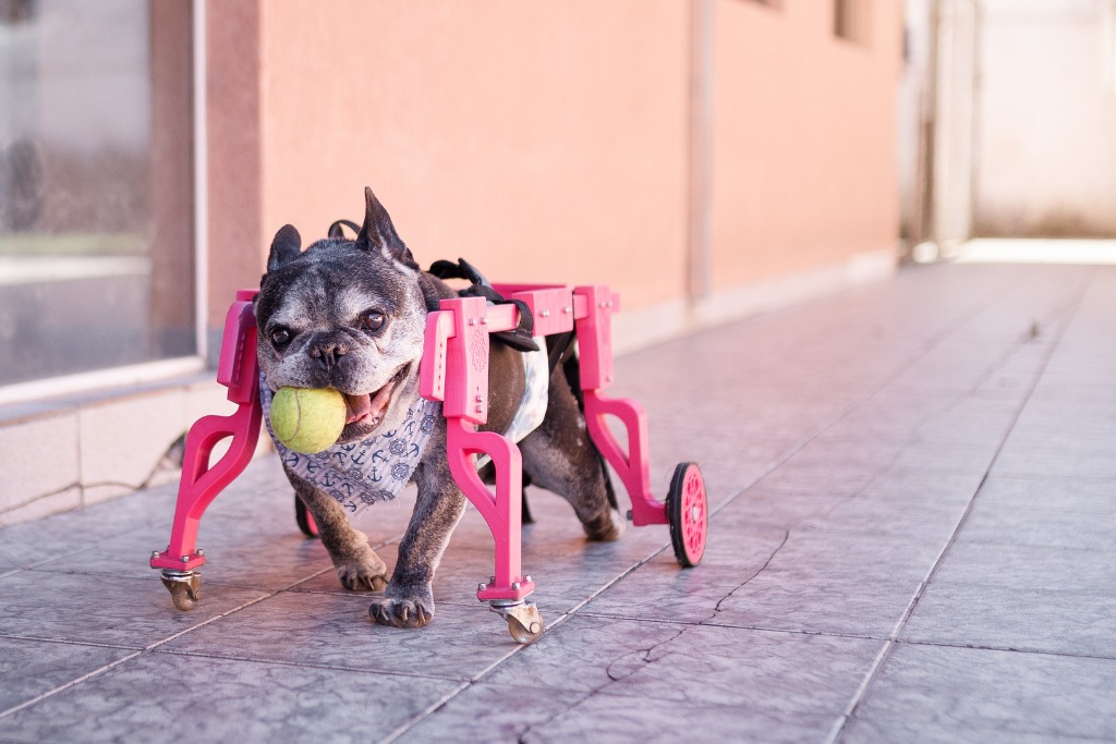 Senior French Bulldog in a pink wheelchair happily plays with a tennis ball