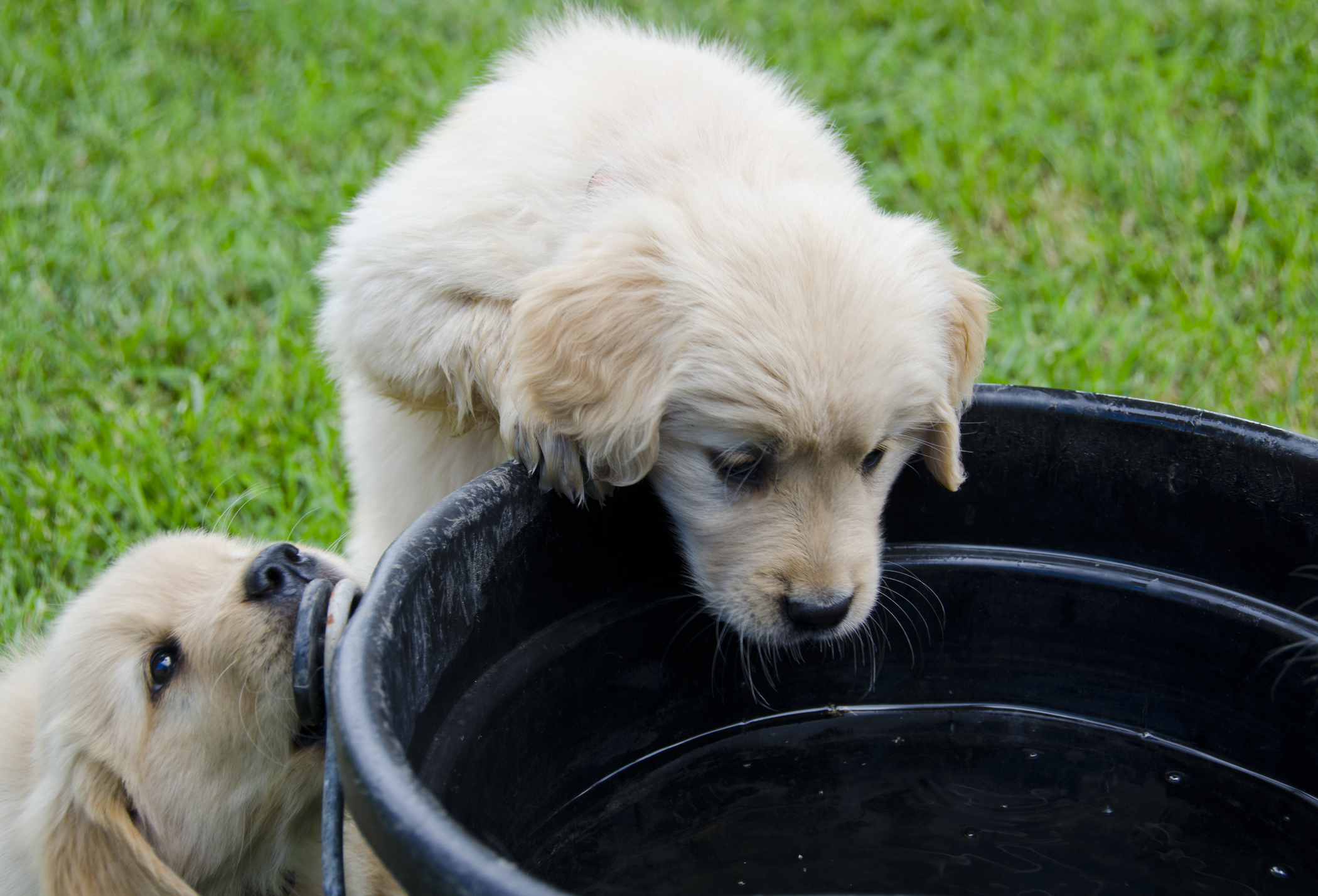 Golden Retriever puppy looking into a water bucket, which can pose a drowning risk for puppies