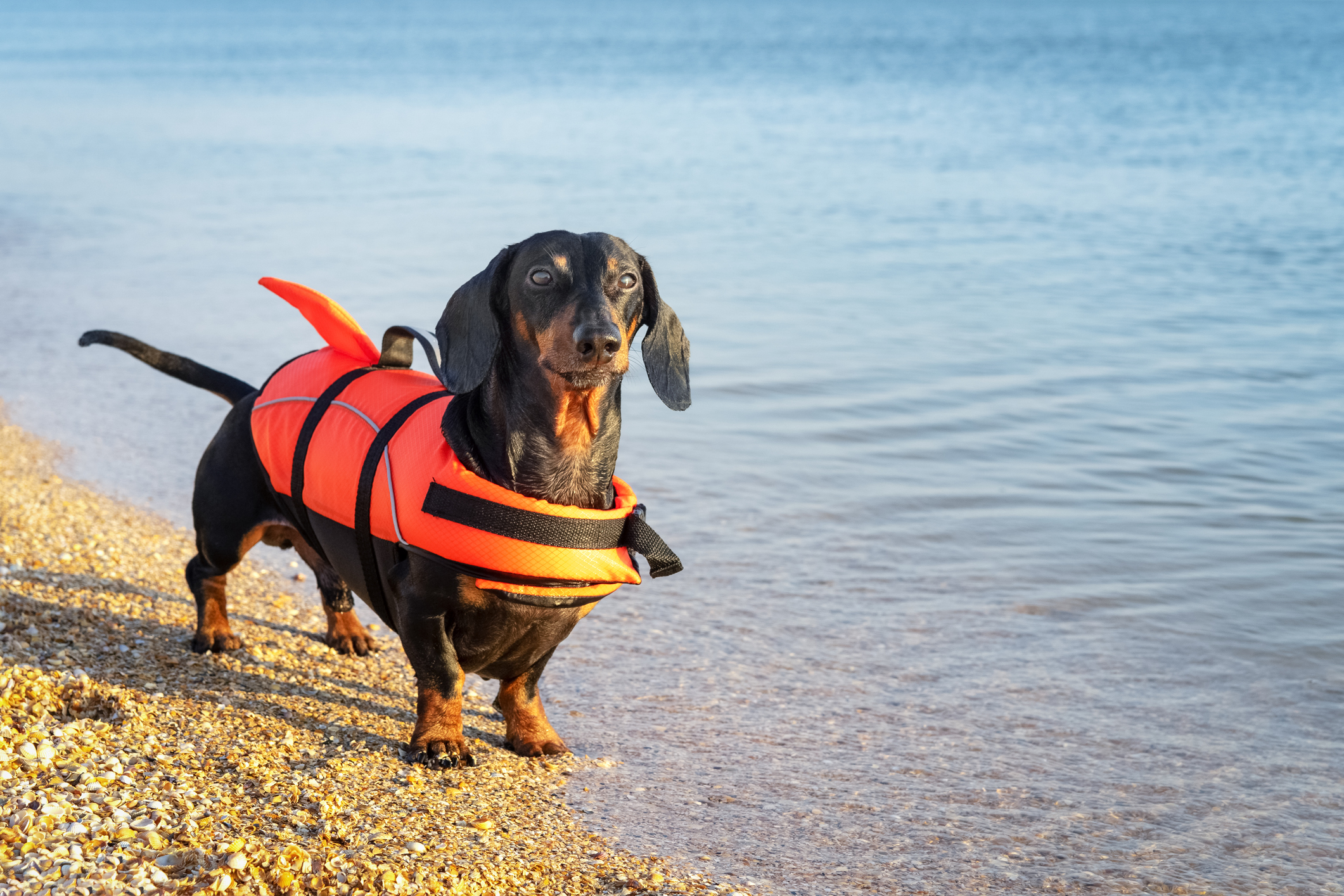 Dachshund wearing orange life jacket at the beach sets an example of pet summer safety