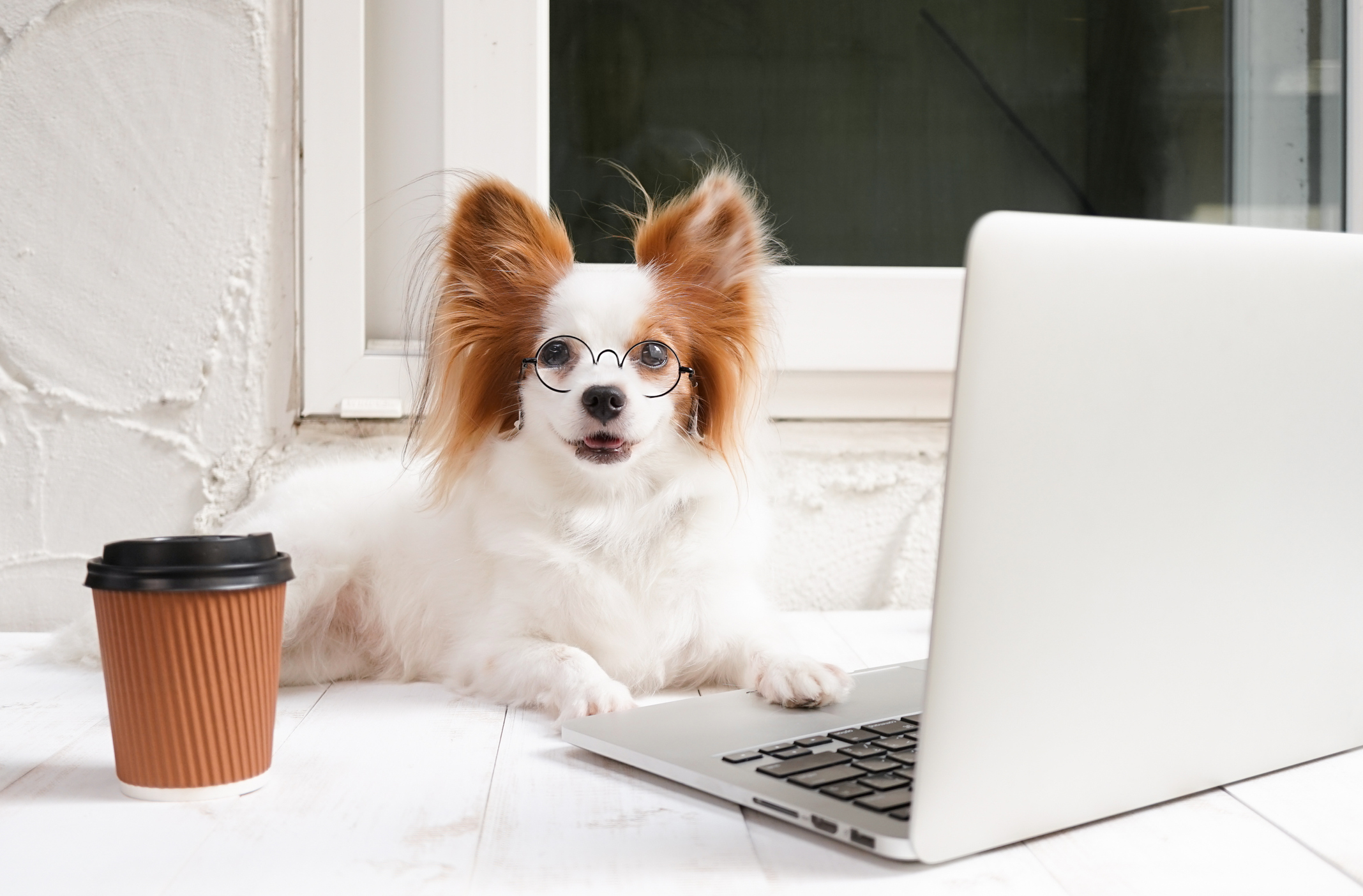 Papillon dog wearing glasses poses with a laptop and a cup of coffee for Social Petworking Month
