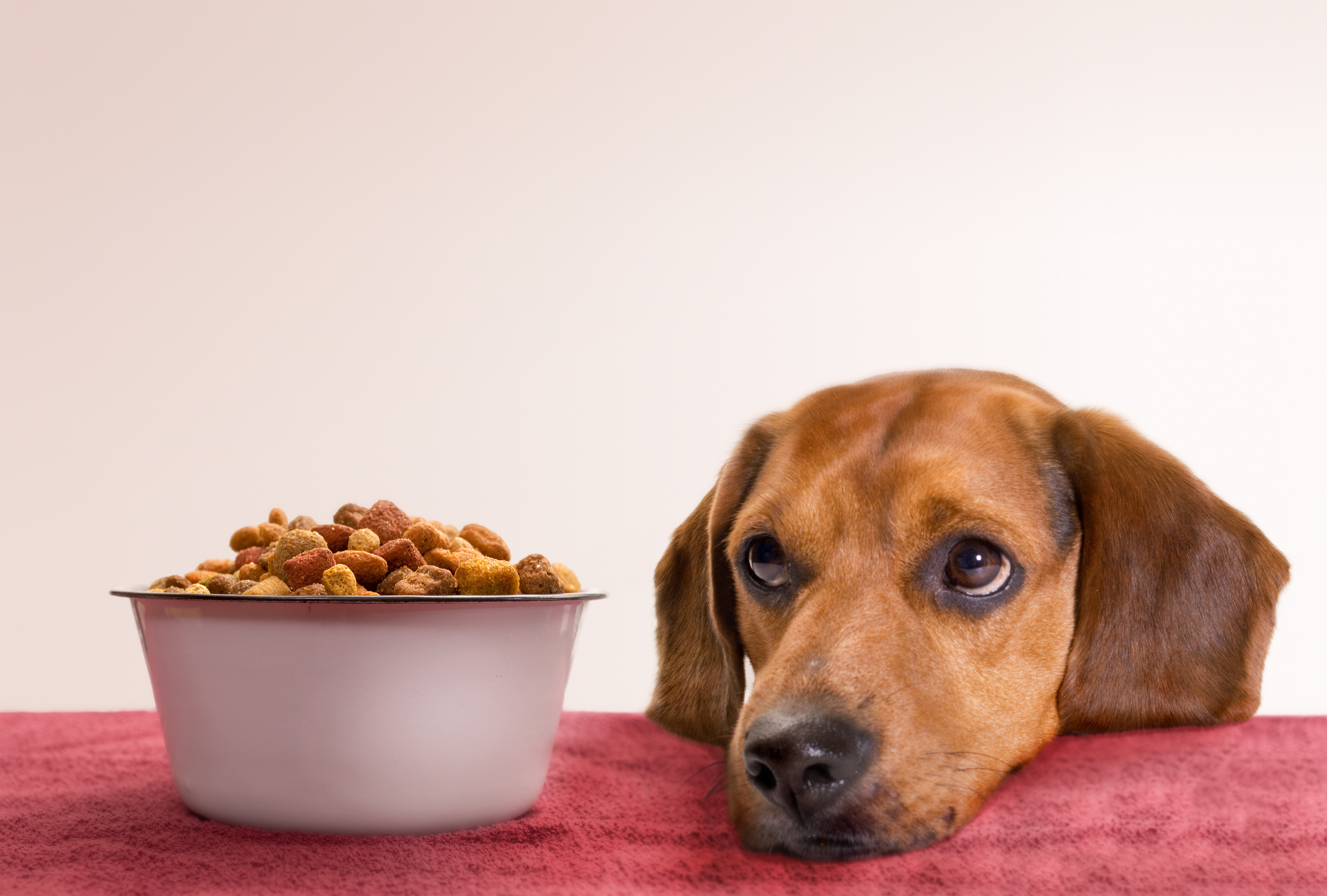  Picky Beagle looking at a bowl of dry kibble