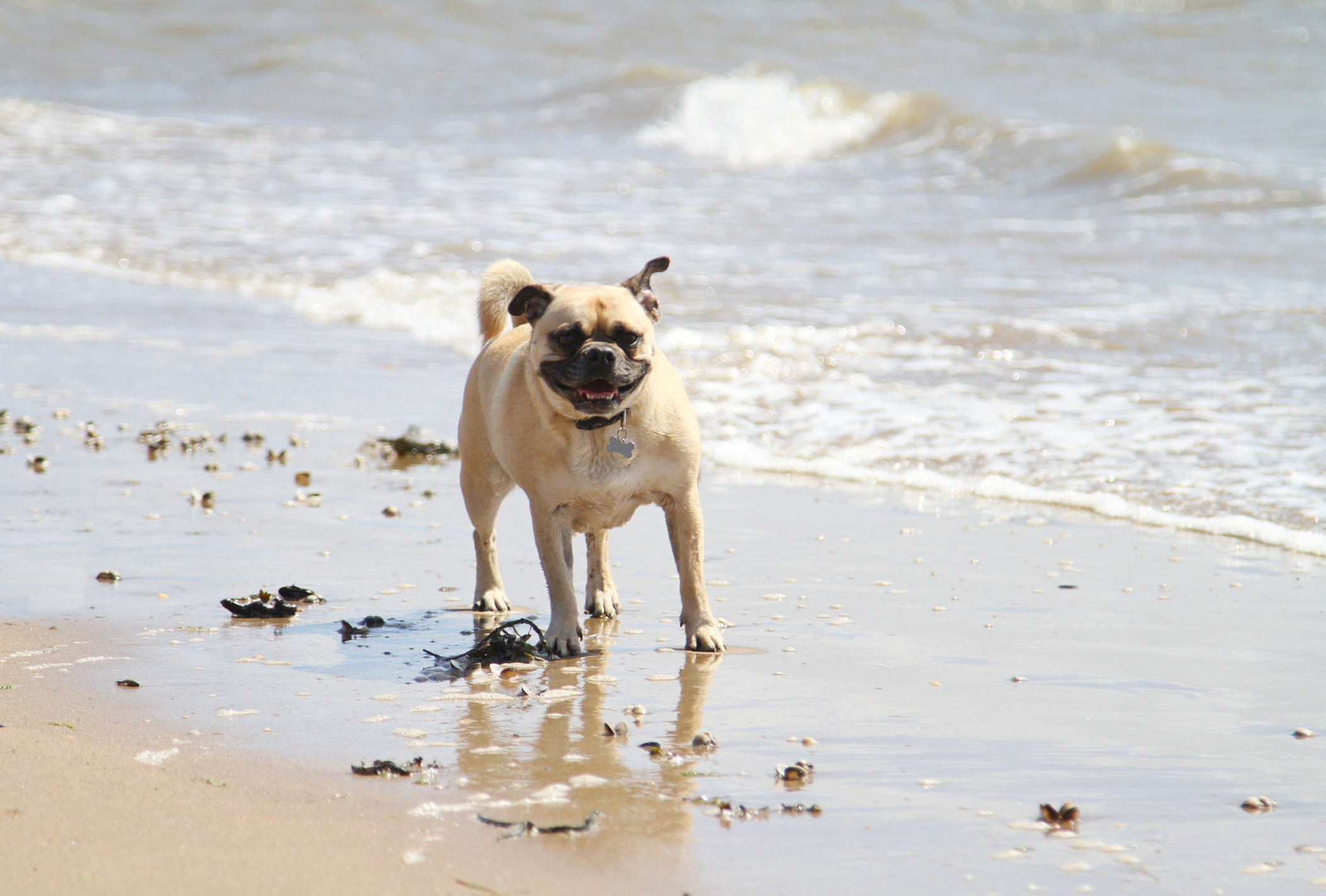 Jug or Jack Russell Pug Mix Dog at the beach