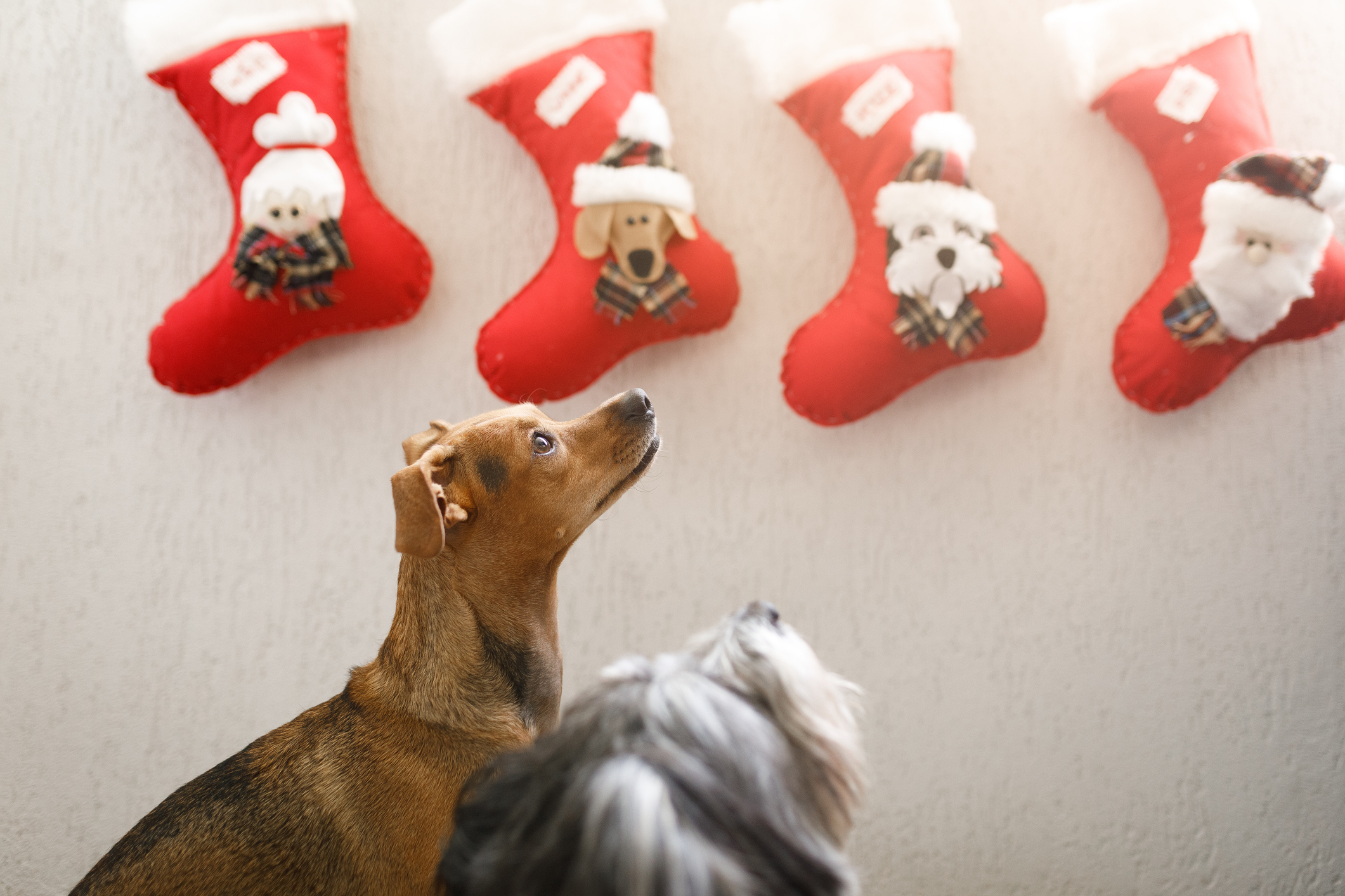 Mixed breed dogs looking at their personalized Christmas stockings.