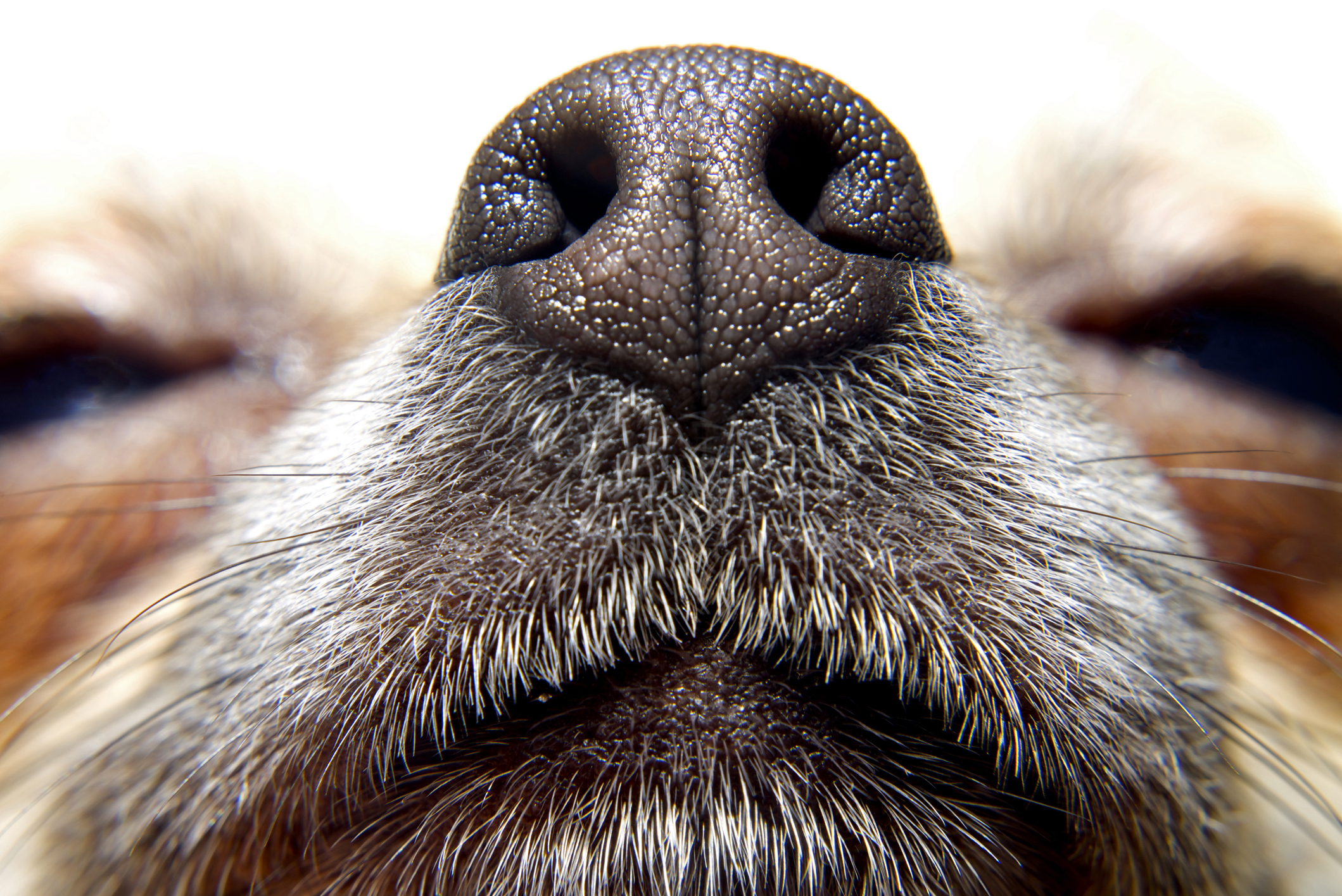 Closeup macro shot of Chihuahua nose print