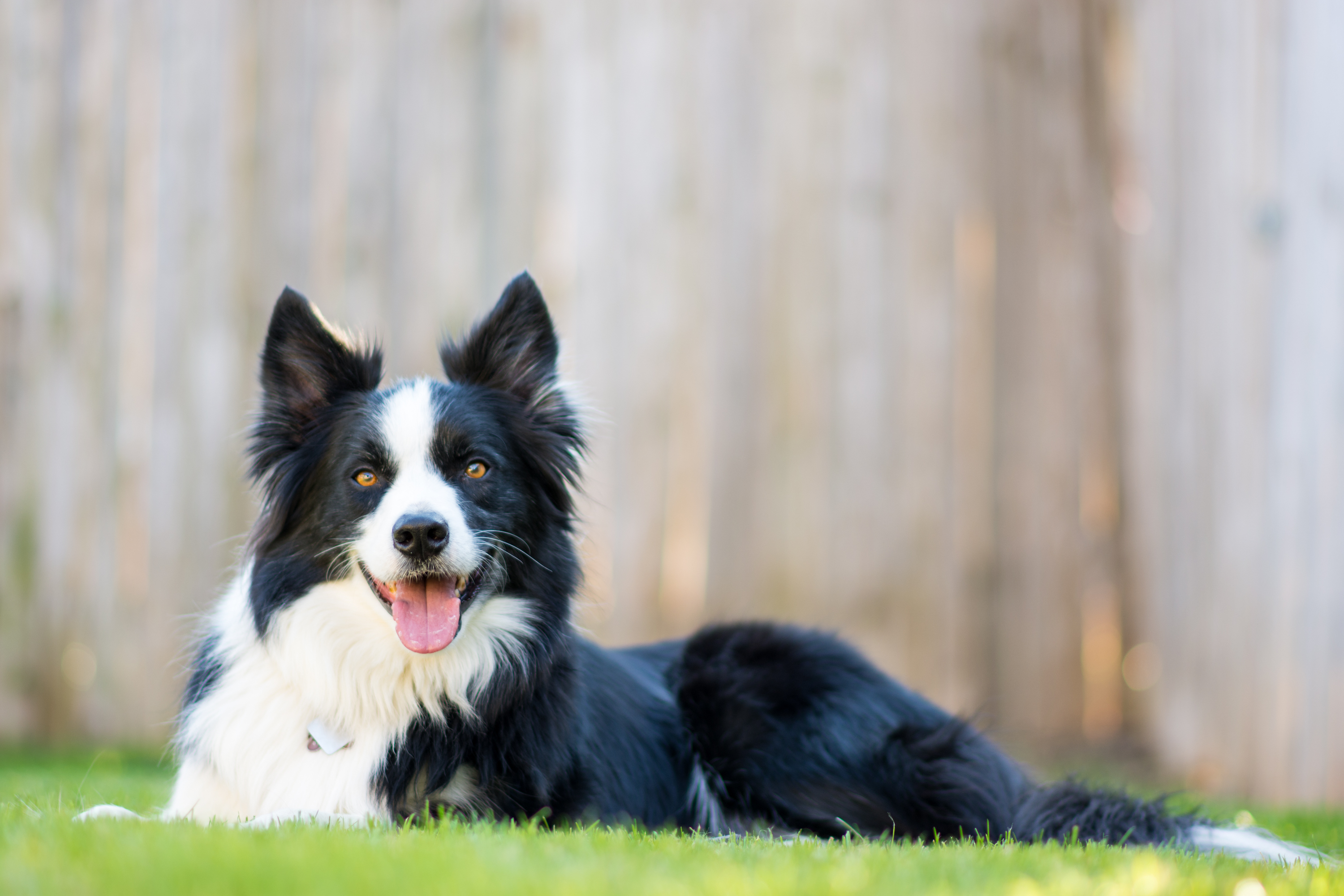 Border Collie with black and white markings lying outside in the grass