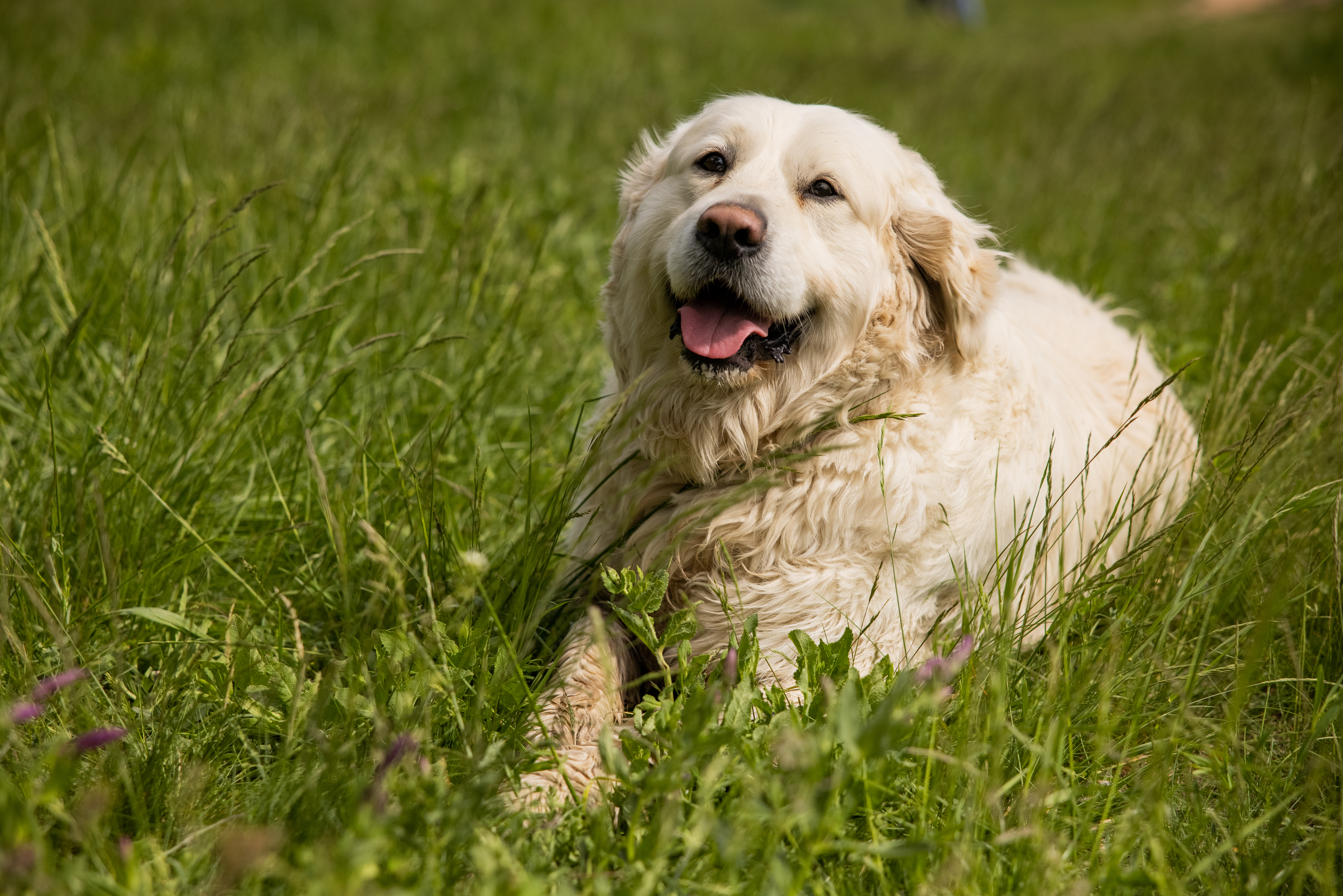Golden Retriever lays in the summer grass panting to keep from overheating