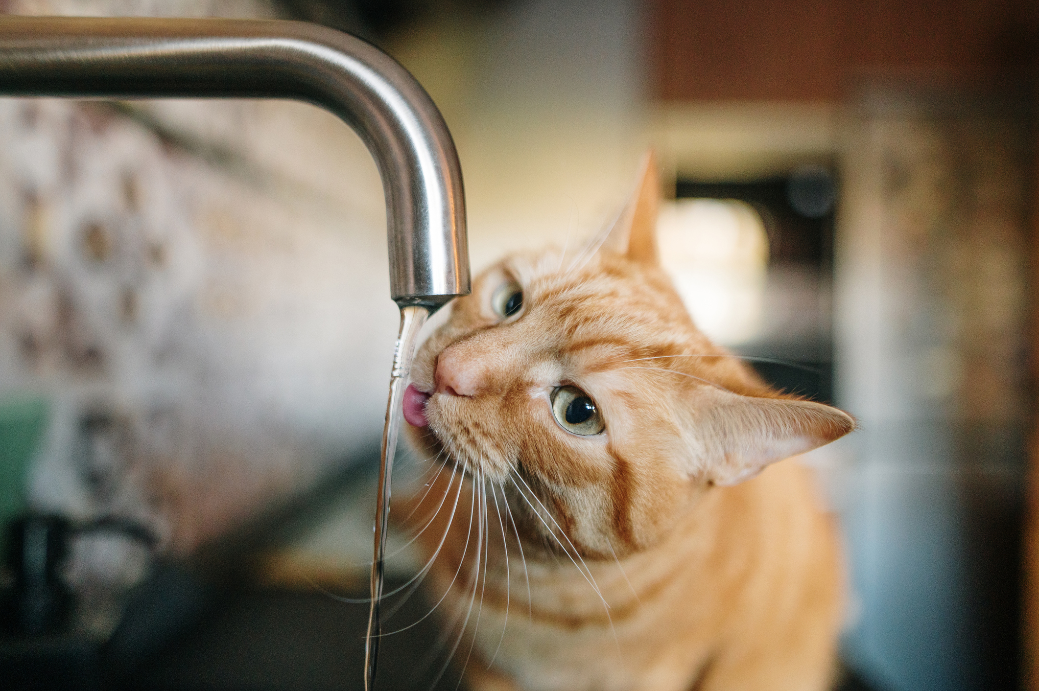 Ginger tabby with green eyes drinks water flowing from a kitchen tap