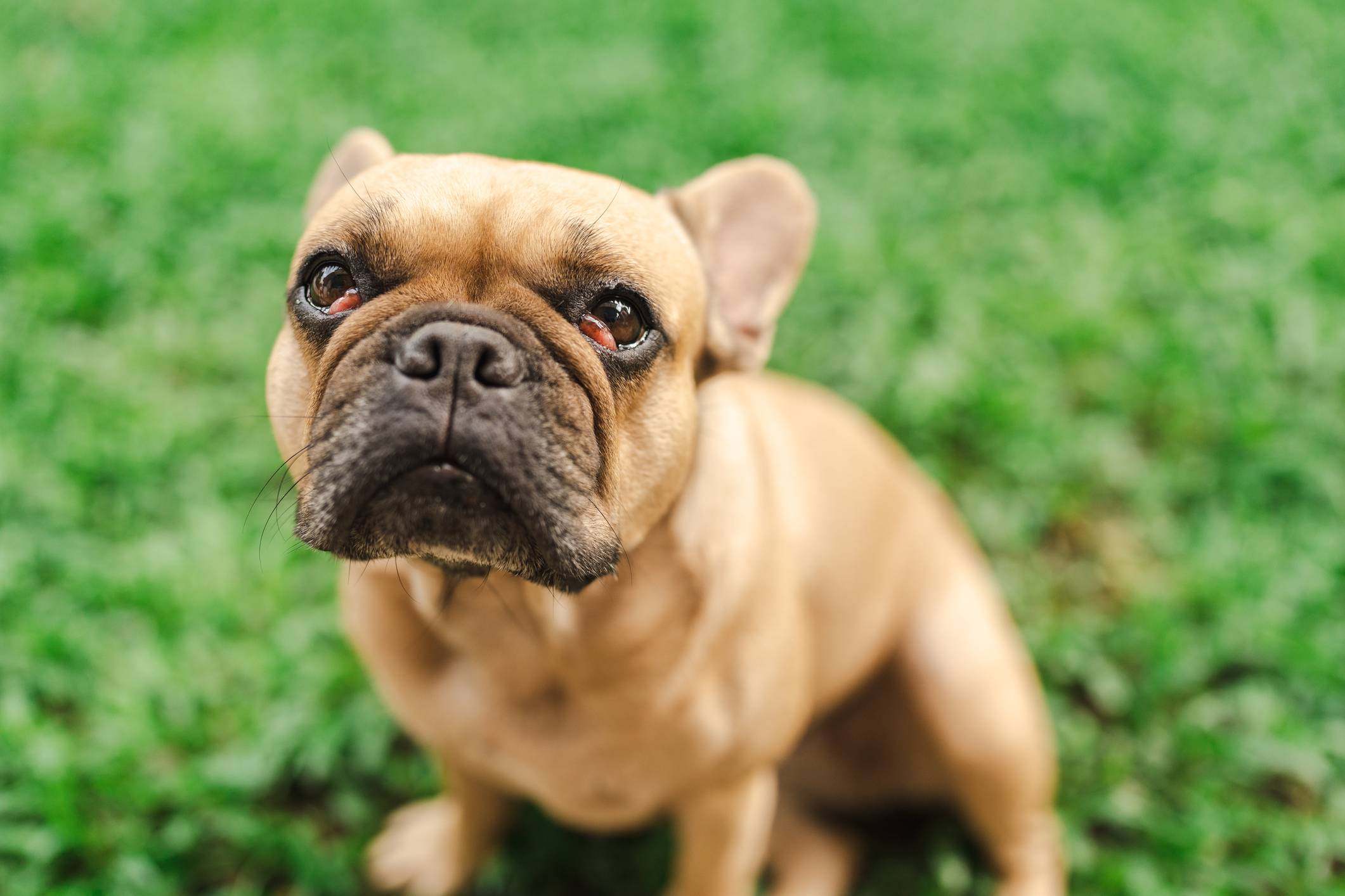 French Bulldog with bilateral prolapsed third eyelid tear glands or cherry eye in both eyes
