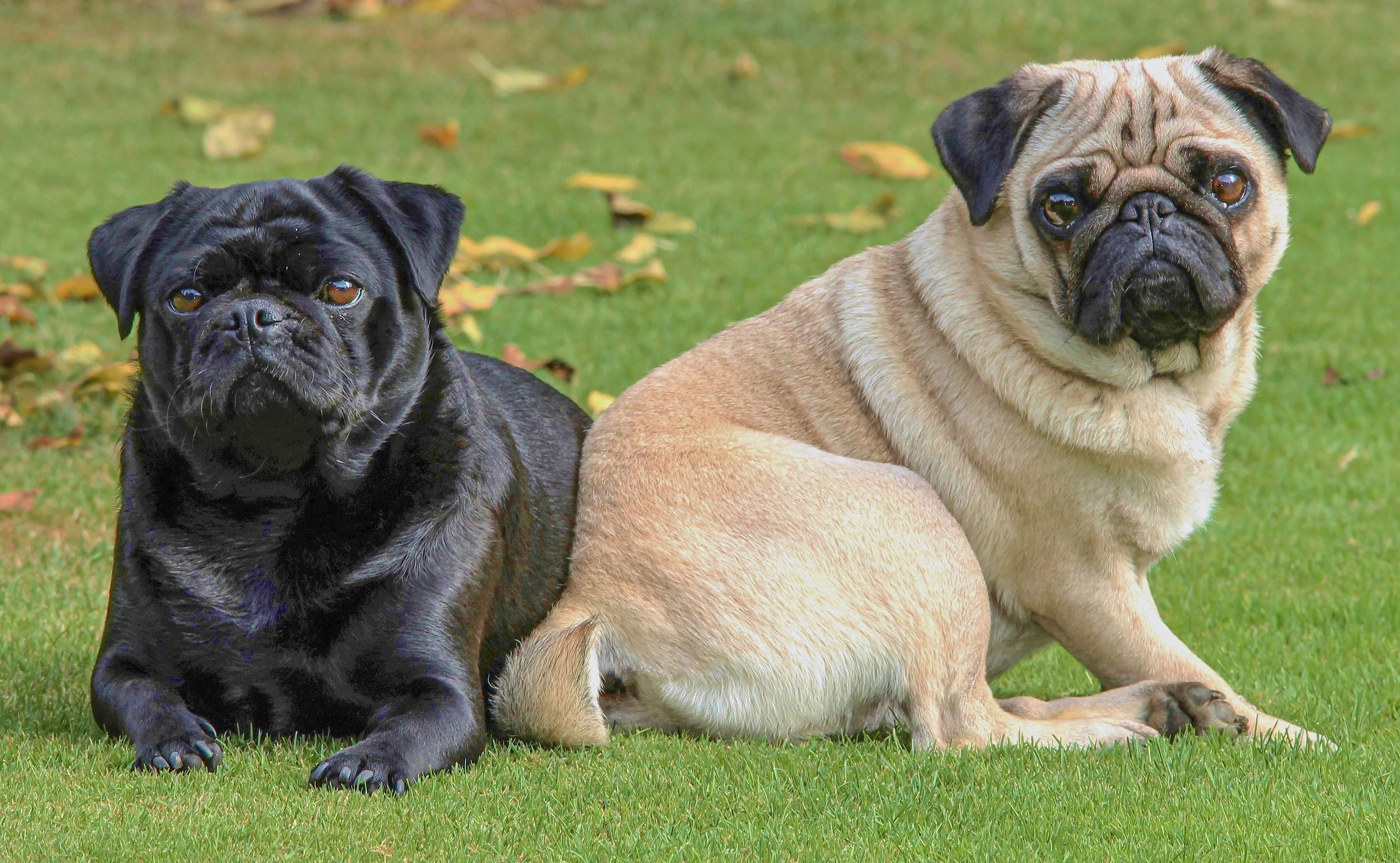 Black pug and fawn pug with black mask sitting outside.