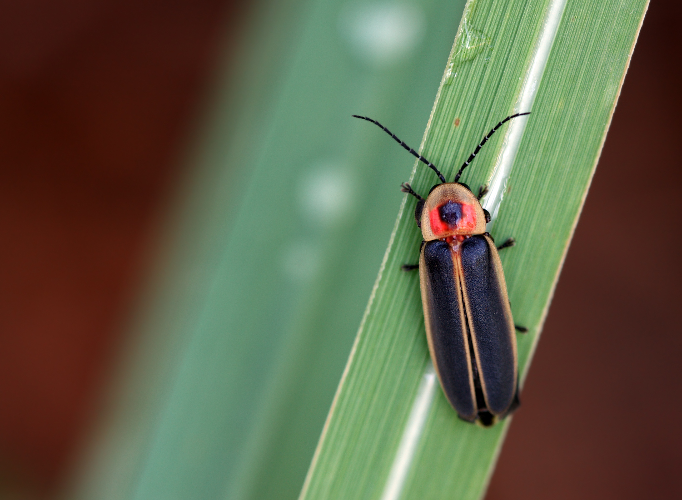 Closeup of firefly or lightning bug on blade of grass
