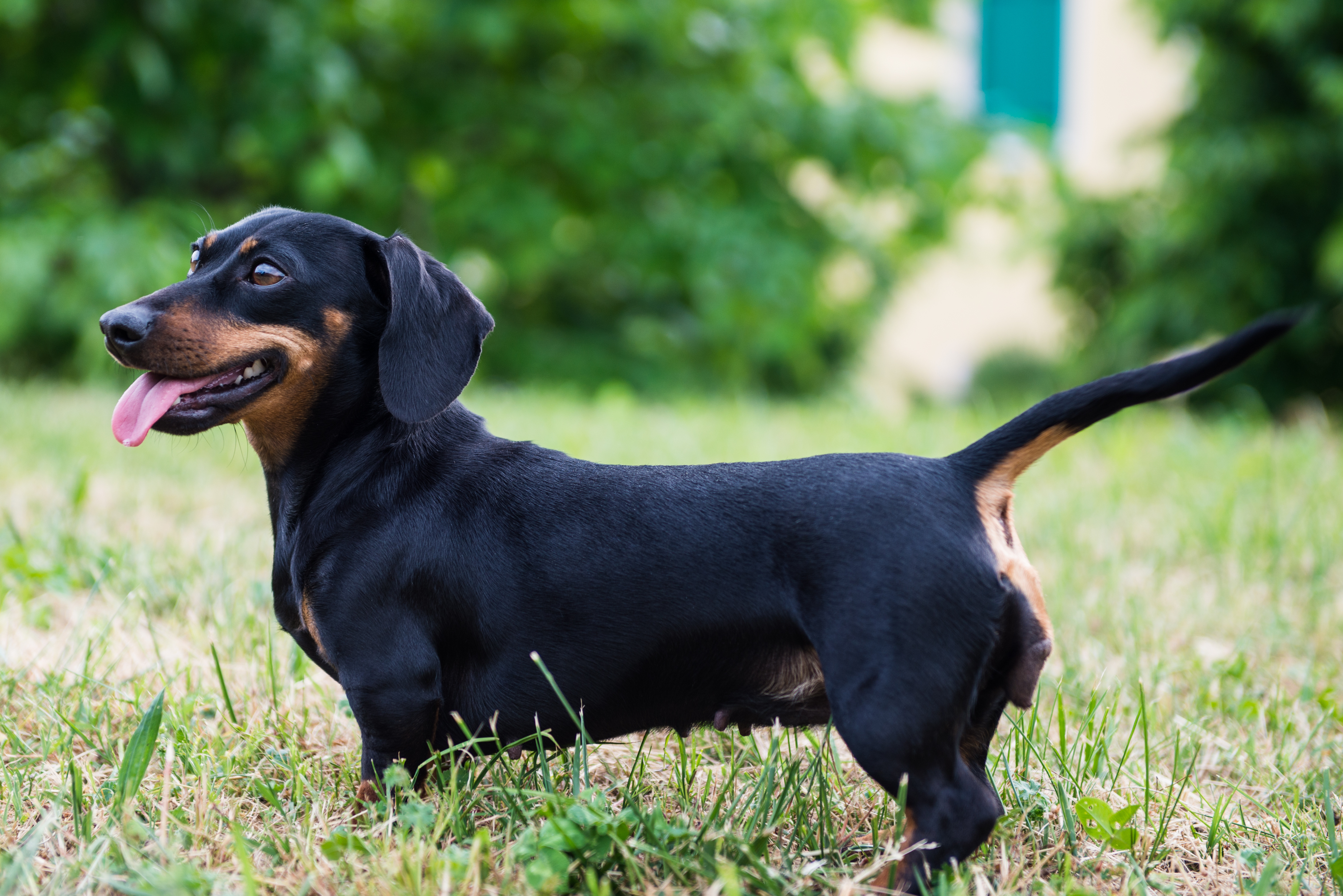 Black and white smooth coat Dachshund smiling outdoors