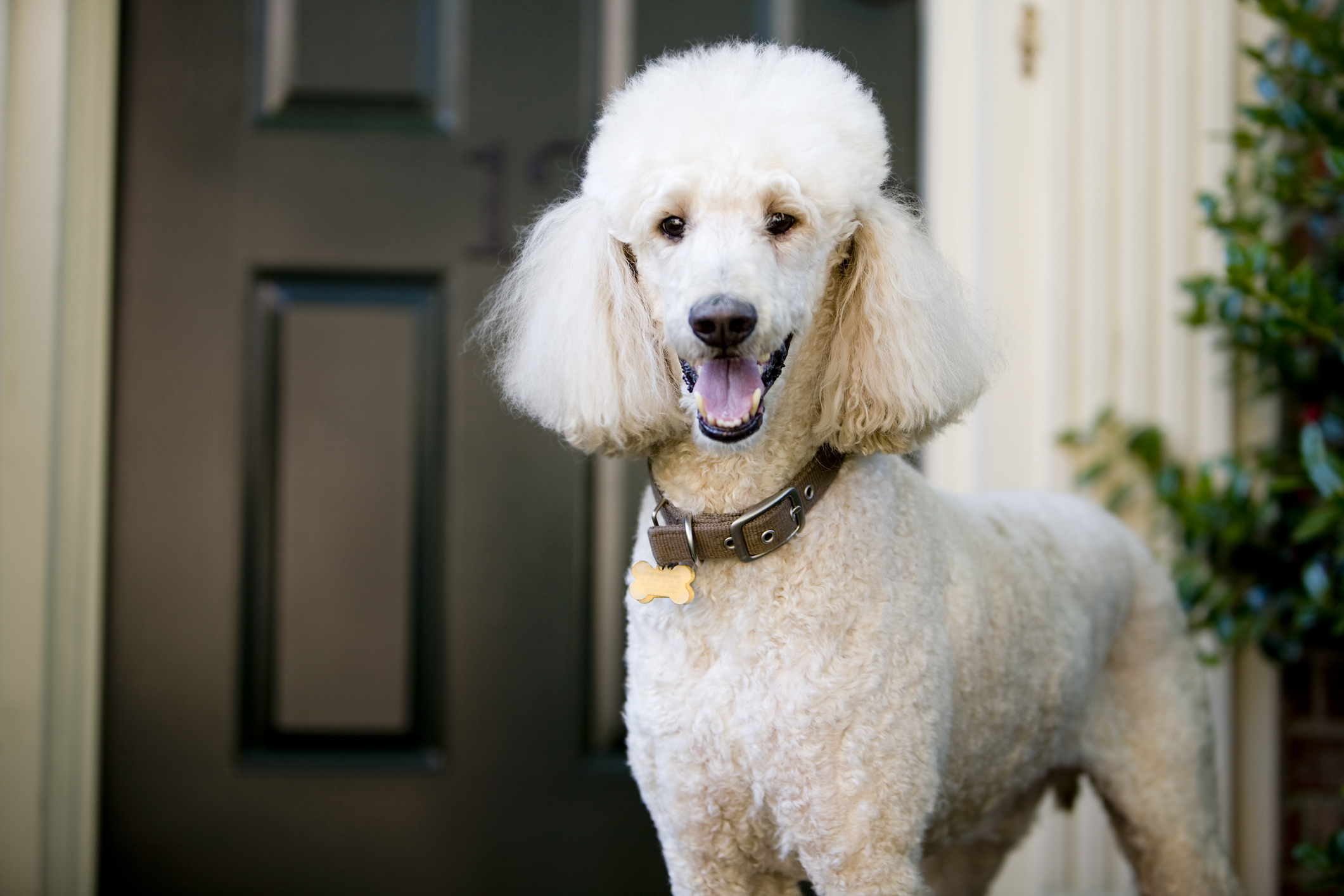  Smiling white Standard Poodle standing in front of a door