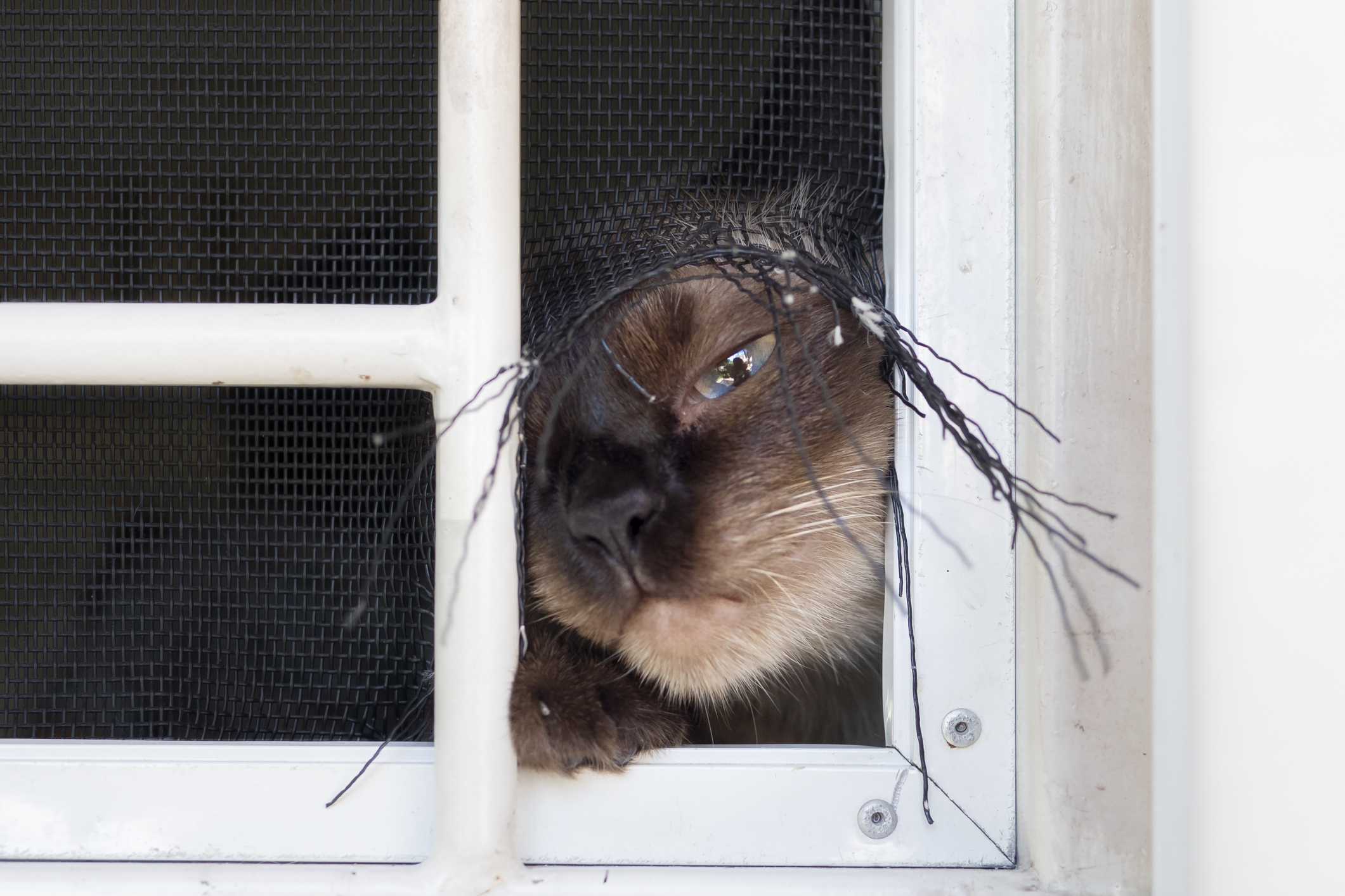 Siamese cat trying to escape through a broken window screen