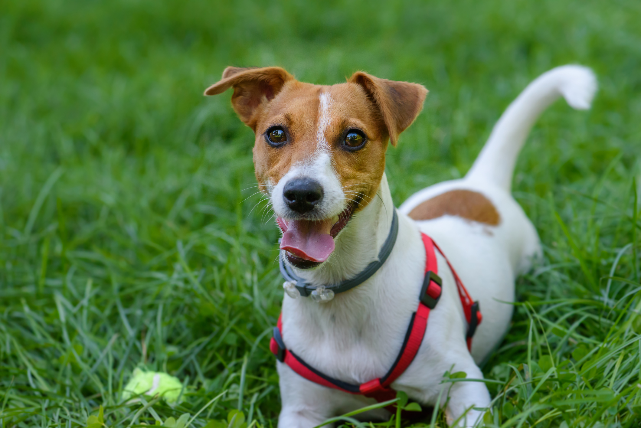 Jack Russell Terrier lying in the grass with a tennis ball, wearing a harness and flea collar