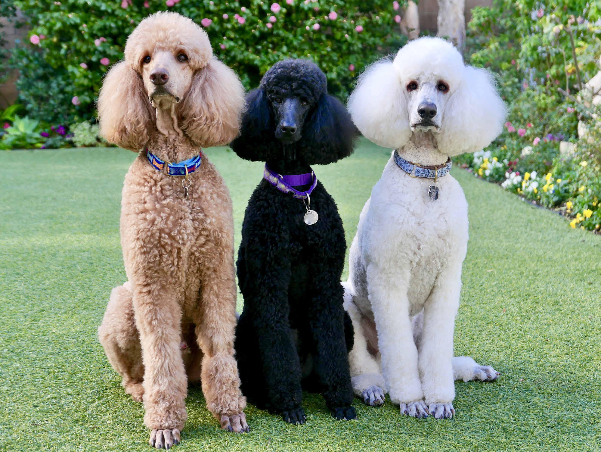 Apricot, black, and white standard poodles sitting outdoors