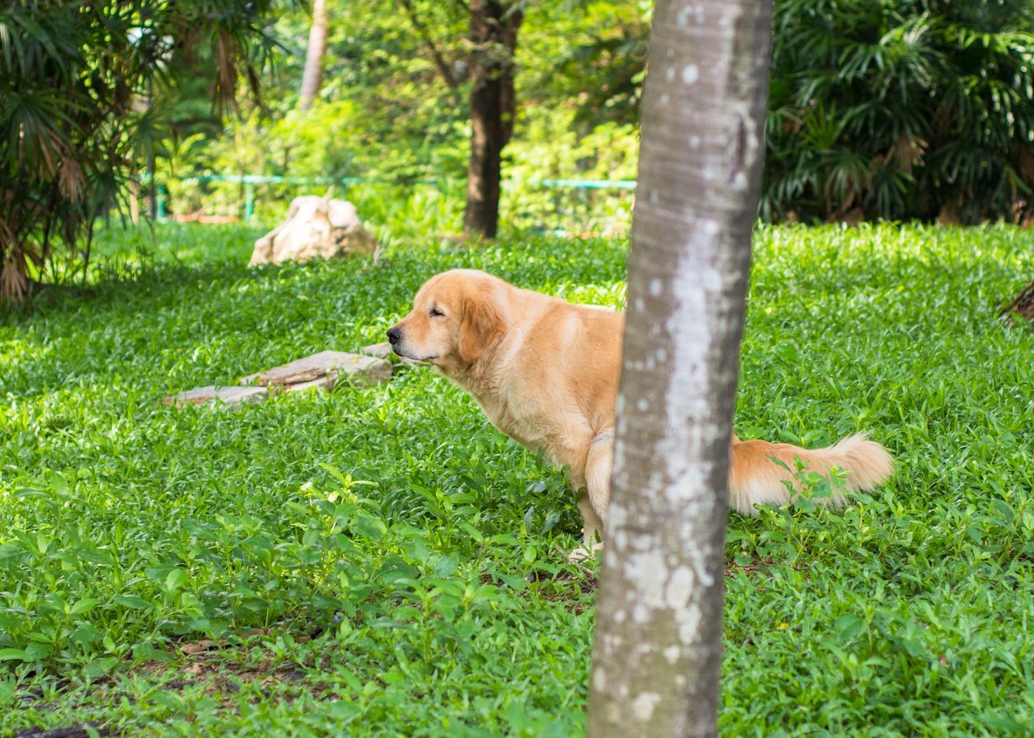 Golden Retriever pooping behind a tree