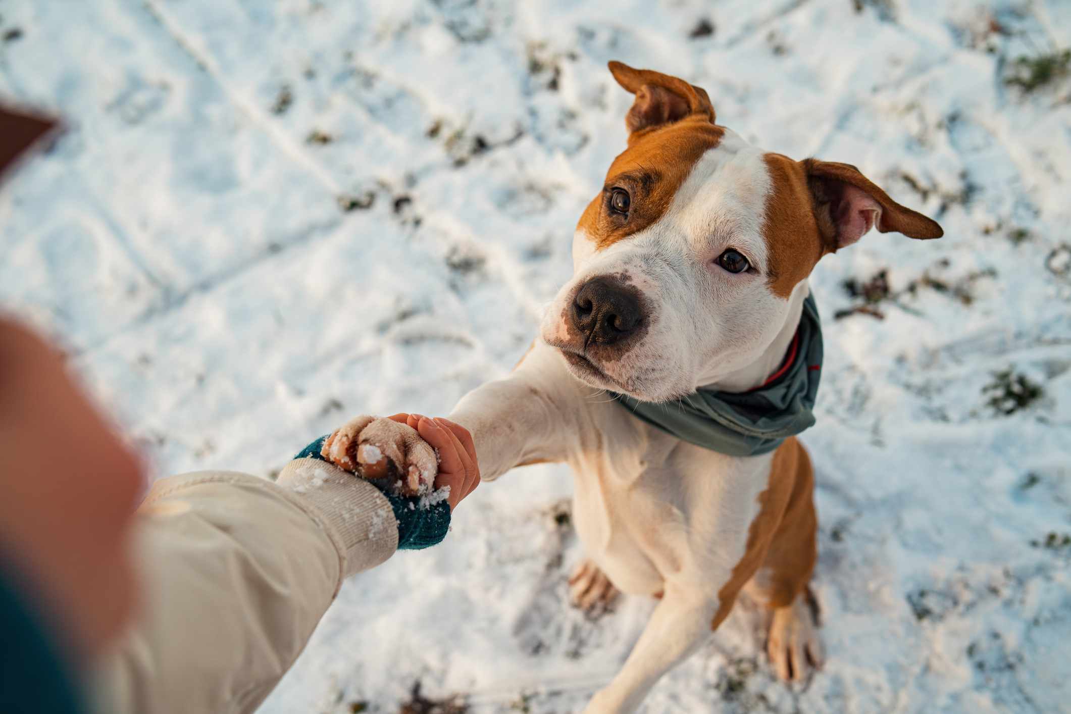Holding a Staffordshire terrier’s paw in the snow
