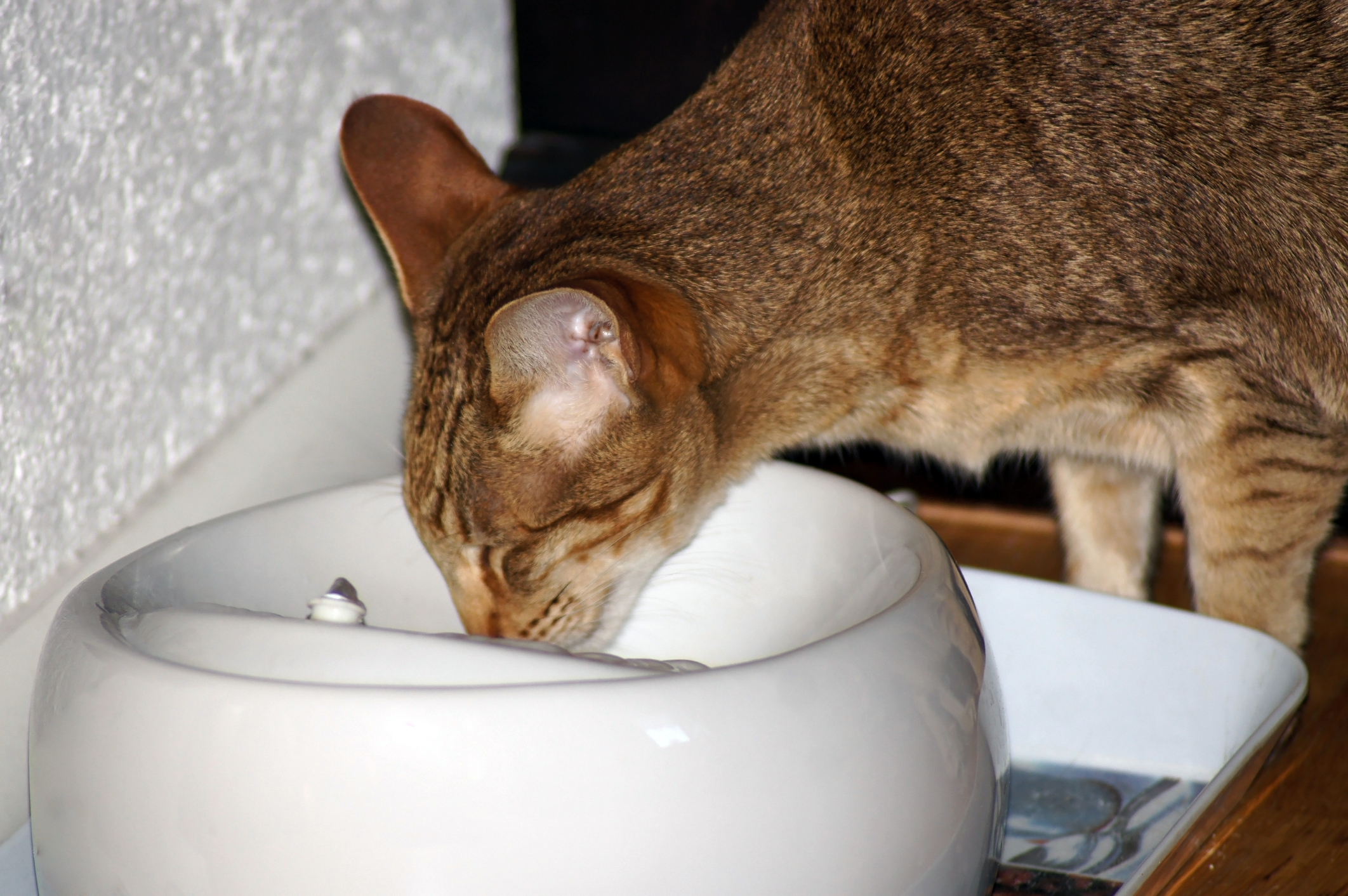 Tabby drinks out of a cat water fountain to stay hydrated