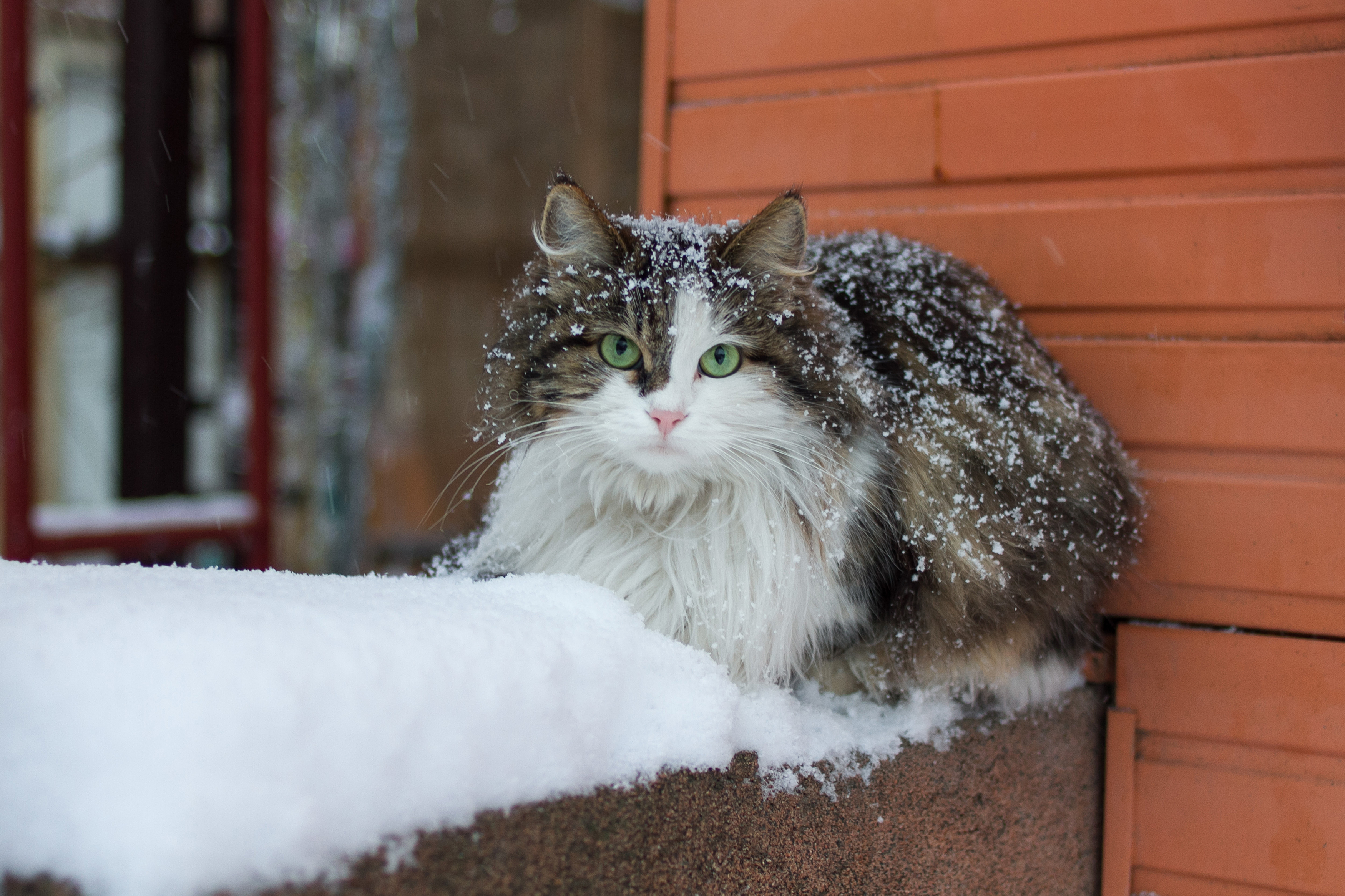 Long-haired domestic shorthair covered in snow