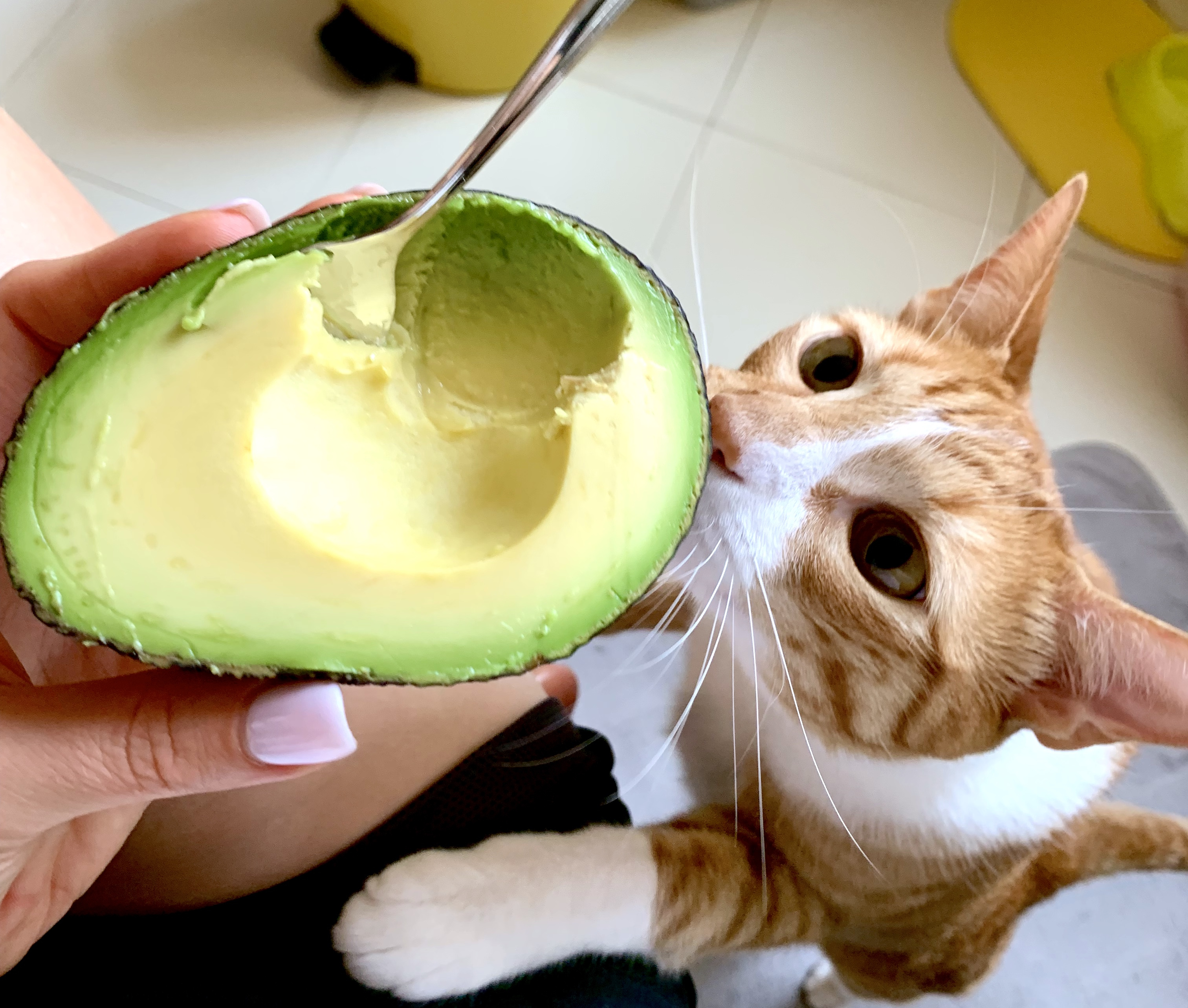 Ginger tabby sniffs fresh avocado