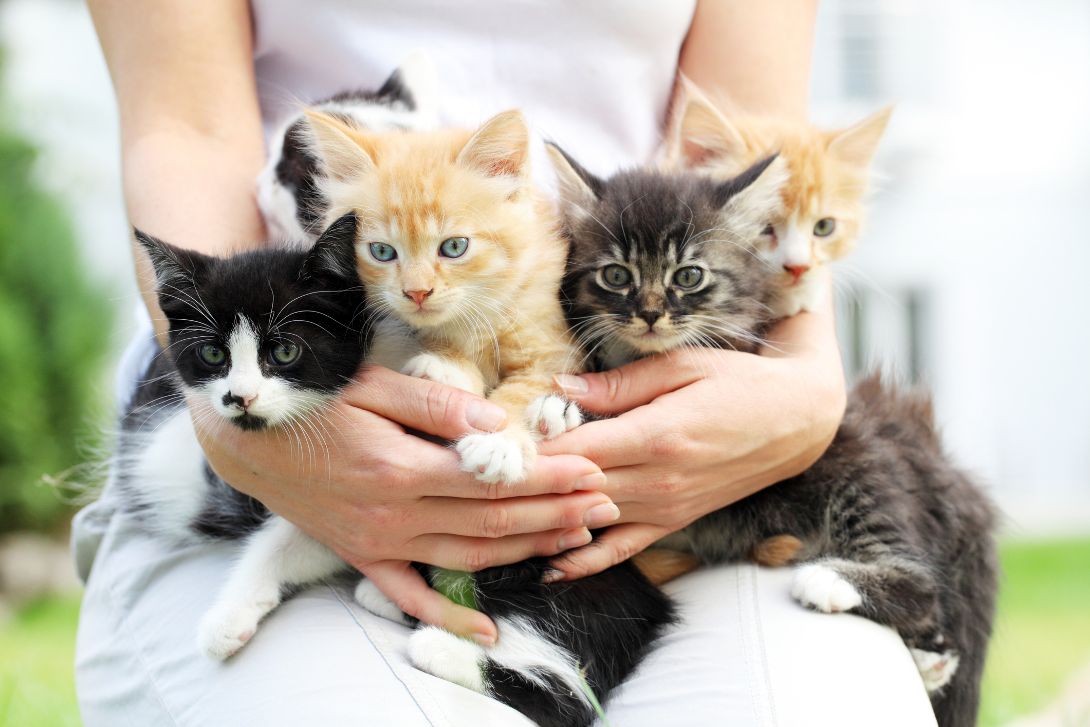 A woman holding an armful of eight week old tabby kittens born during summer kitten season