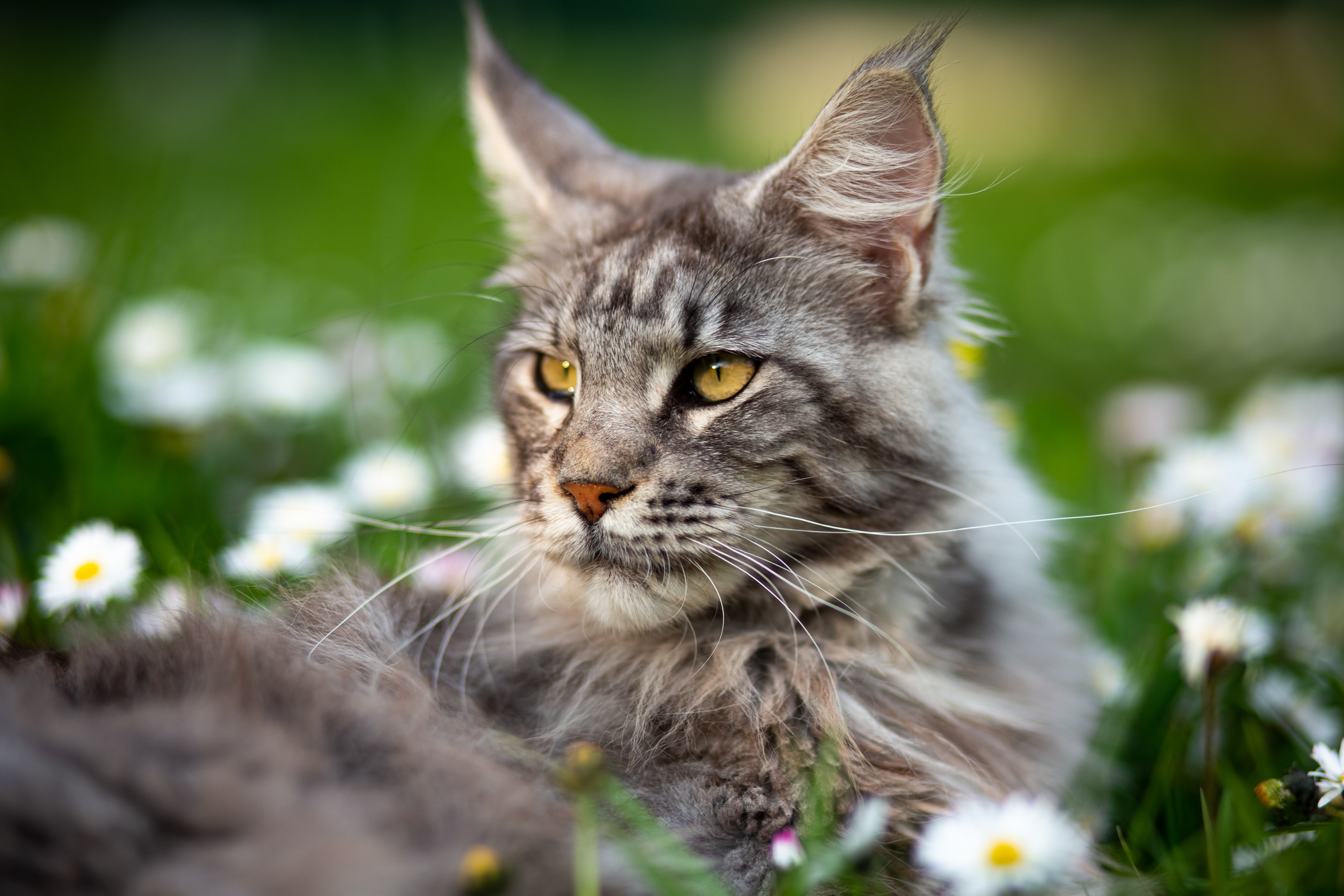 Grey tabby Maine Coon lying in a field of daisies