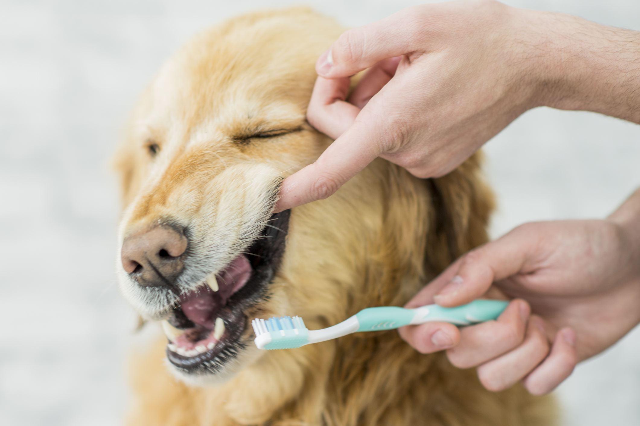 Closeup of pet parent using toothbrush to brush Golden Retriever's teeth