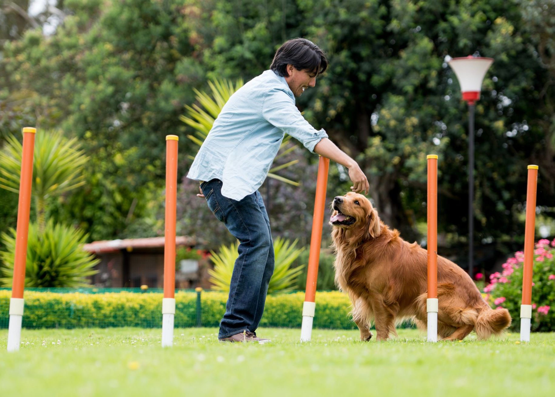 Dog trainer working with Golden Retriever on weave pole agility course