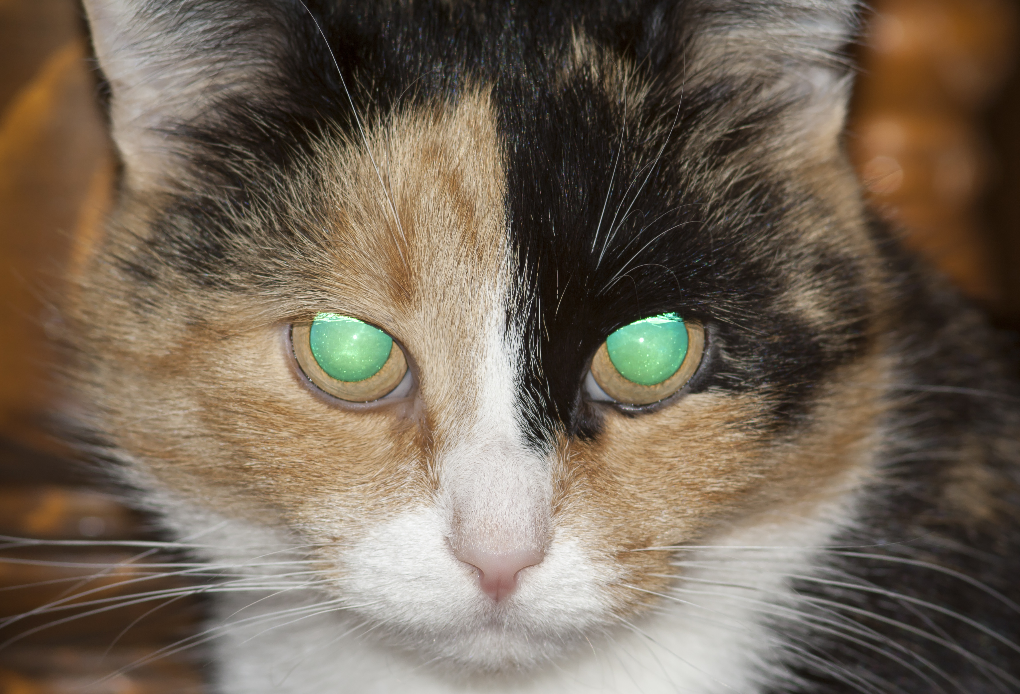 Calico cat with glowing eyes from camera flash.