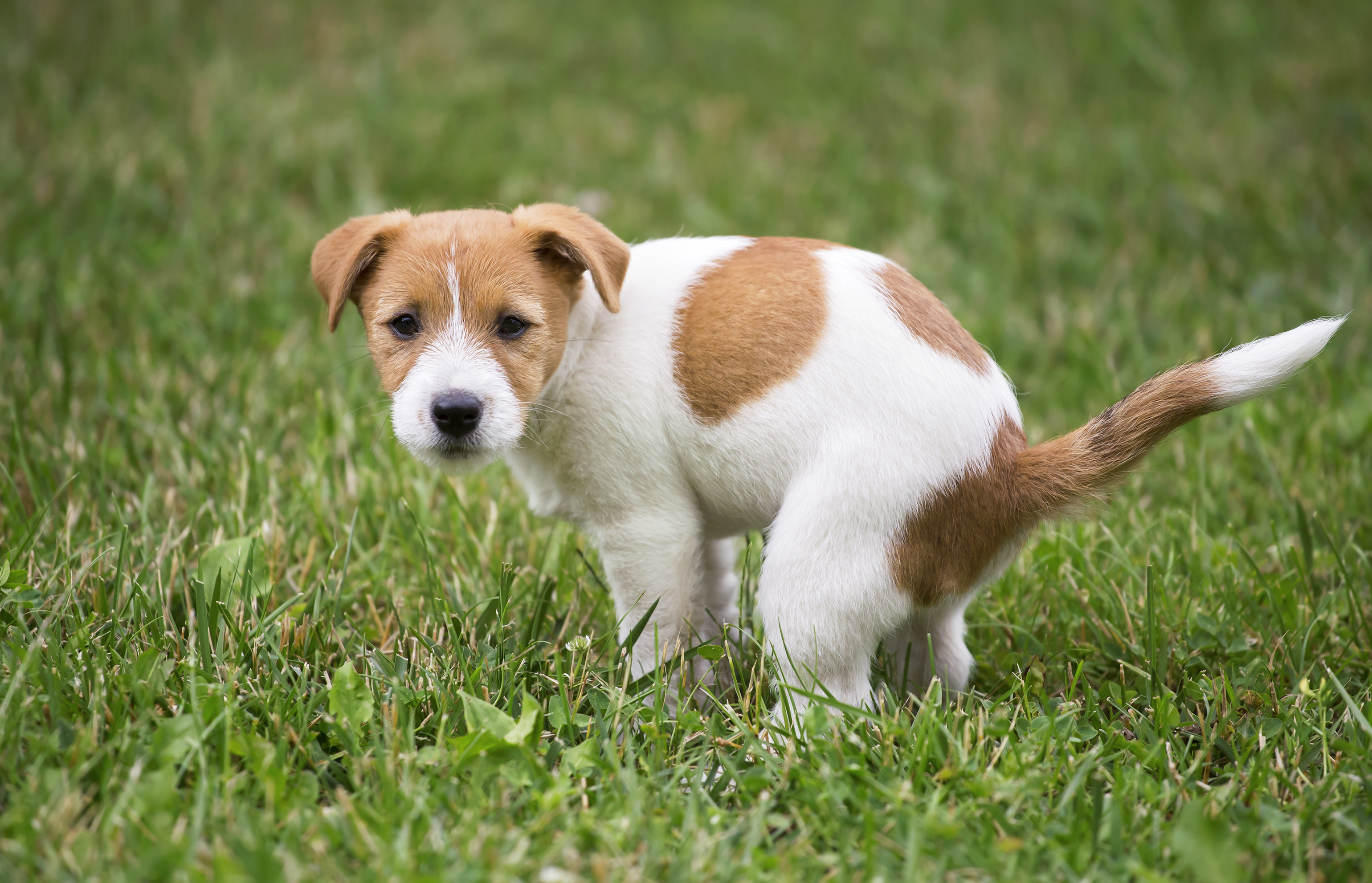 White and brown Jack Russel terrier puppy pooping outside
