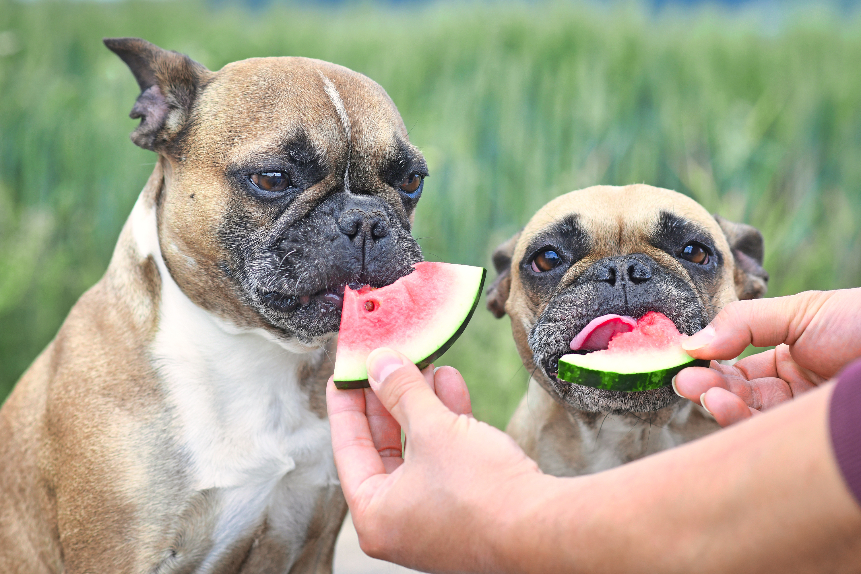 French Bulldog pair shares fresh watermelon slices with their human