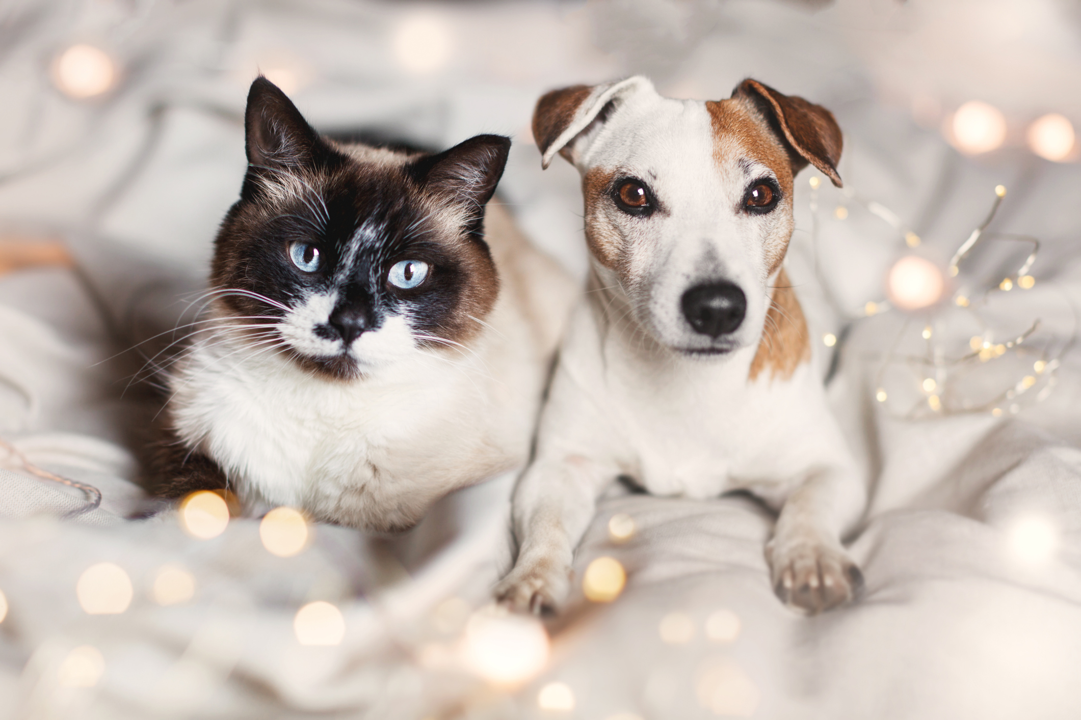  Siamese cat and Jack Russell Terrier on a blanket covered with sparkling New Year’s decorations.