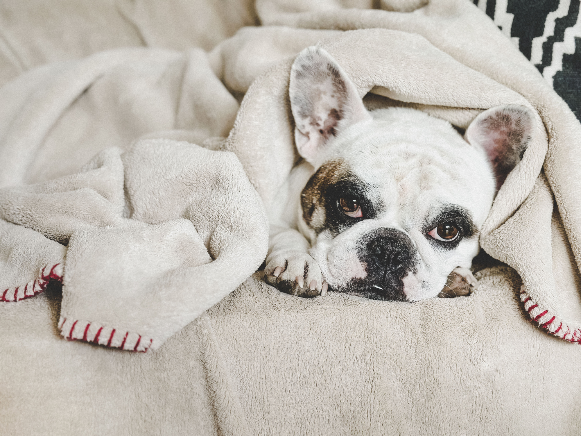 French Bulldog sleeping under a blanket