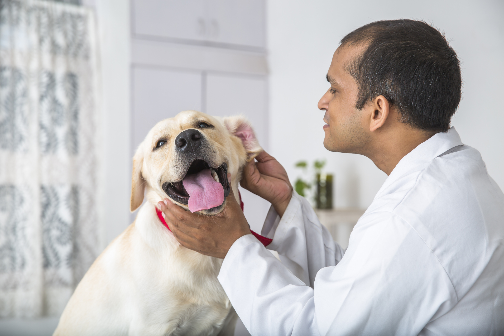 Veterinarian examining ears of Labrador Retriever with diabetes for infection