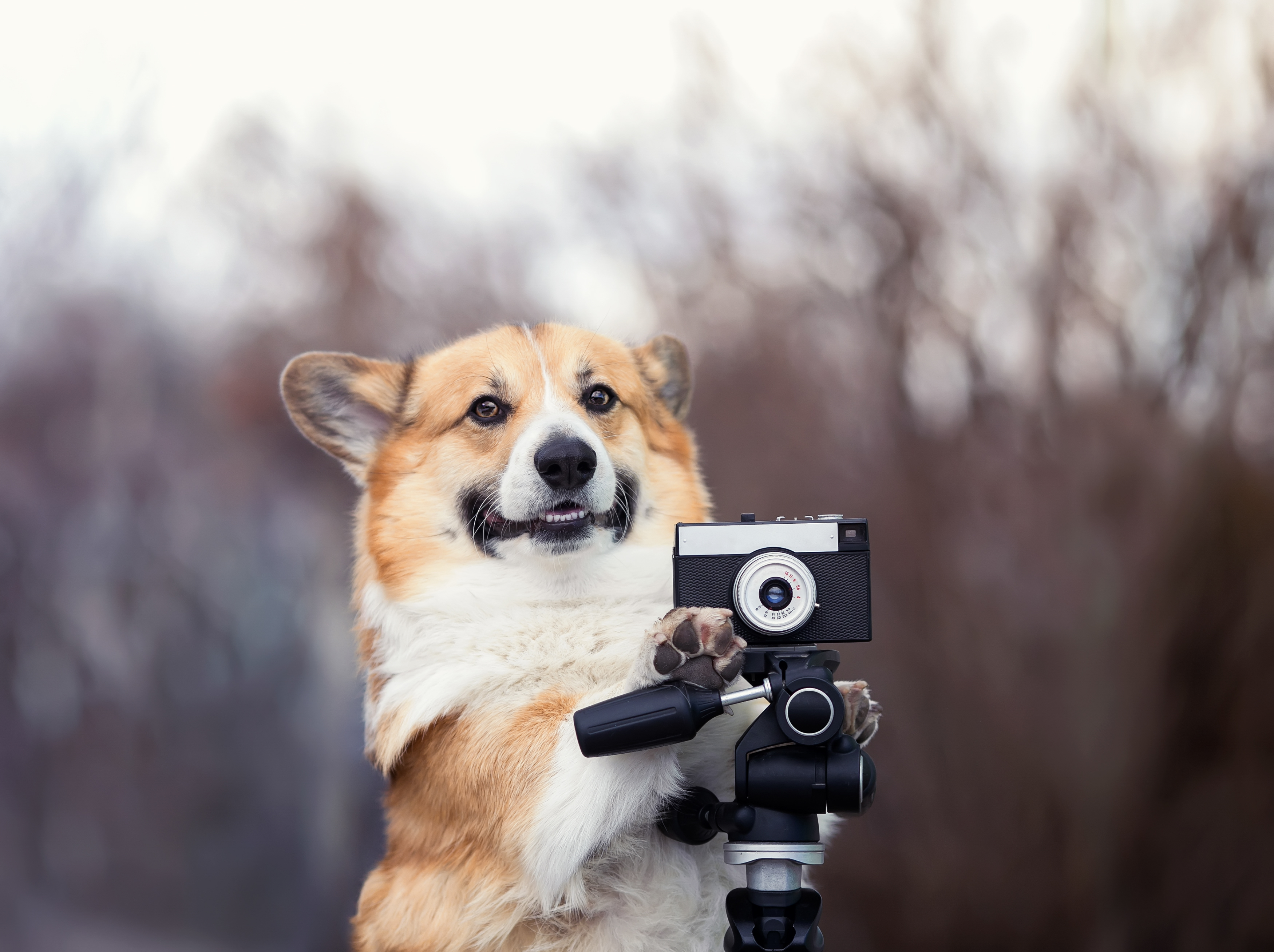 Corgi aims DSLR camera for Dog Photography Day