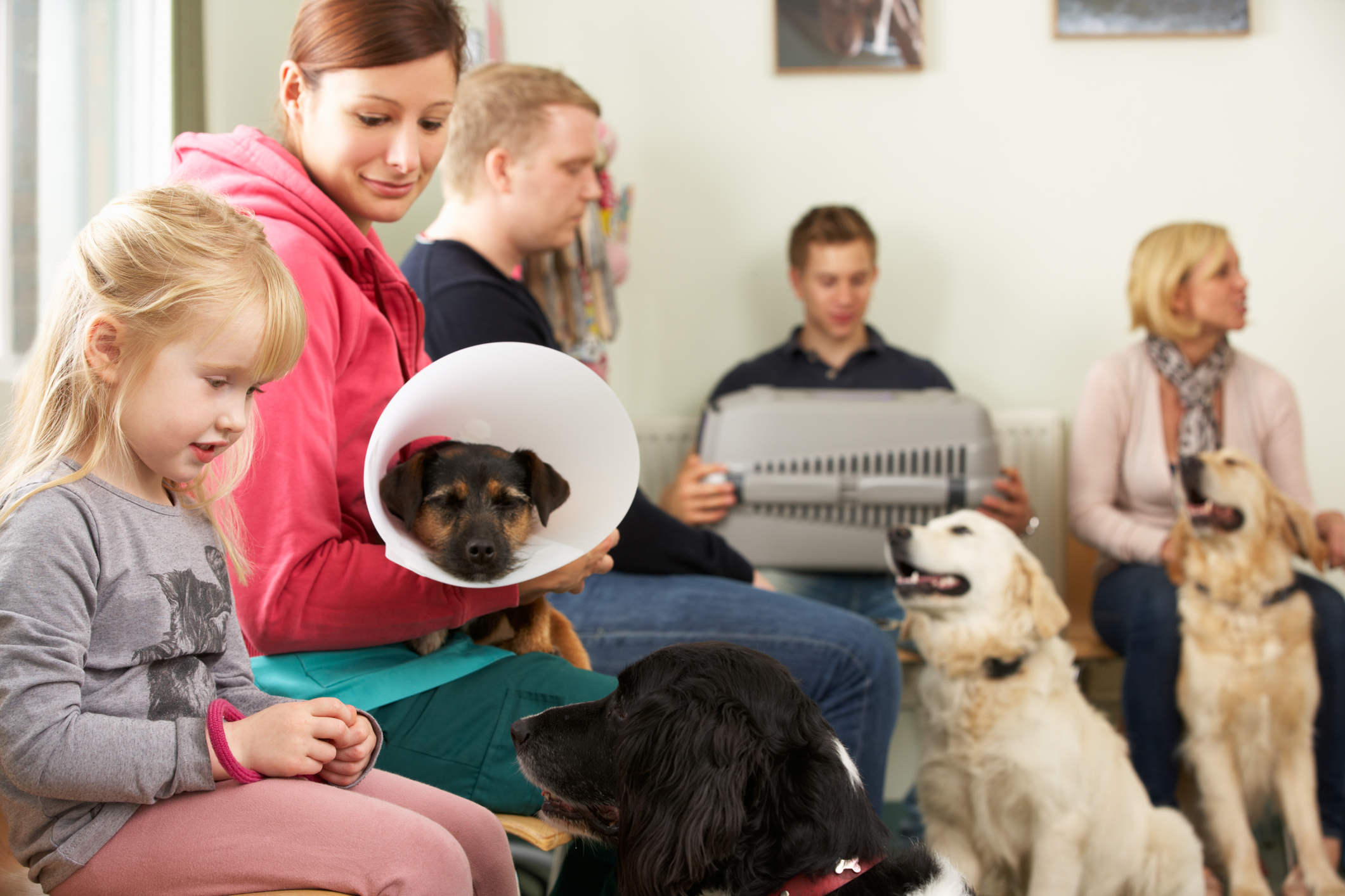 Dogs and pet parents in crowded vet waiting room